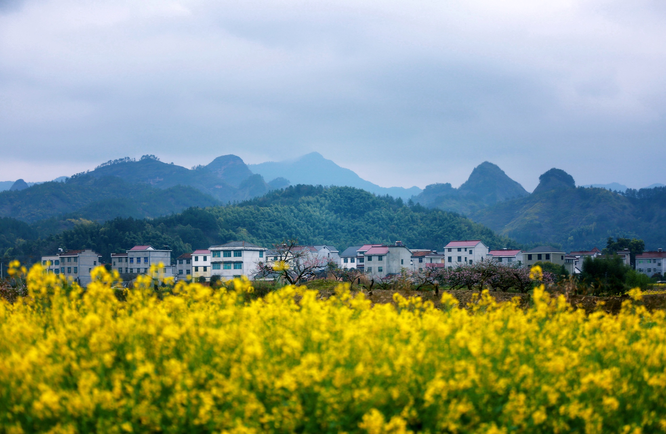 九峰脚下春色撩人