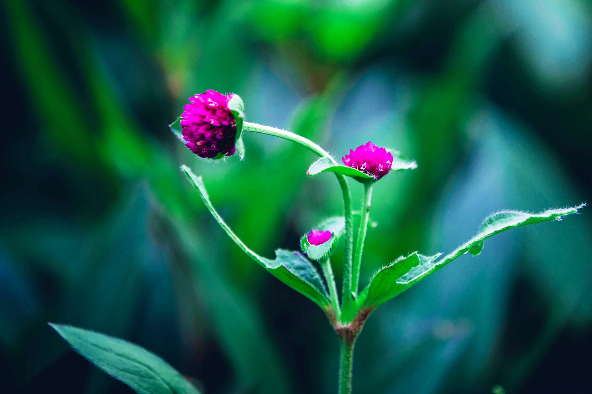 【首发】千日红