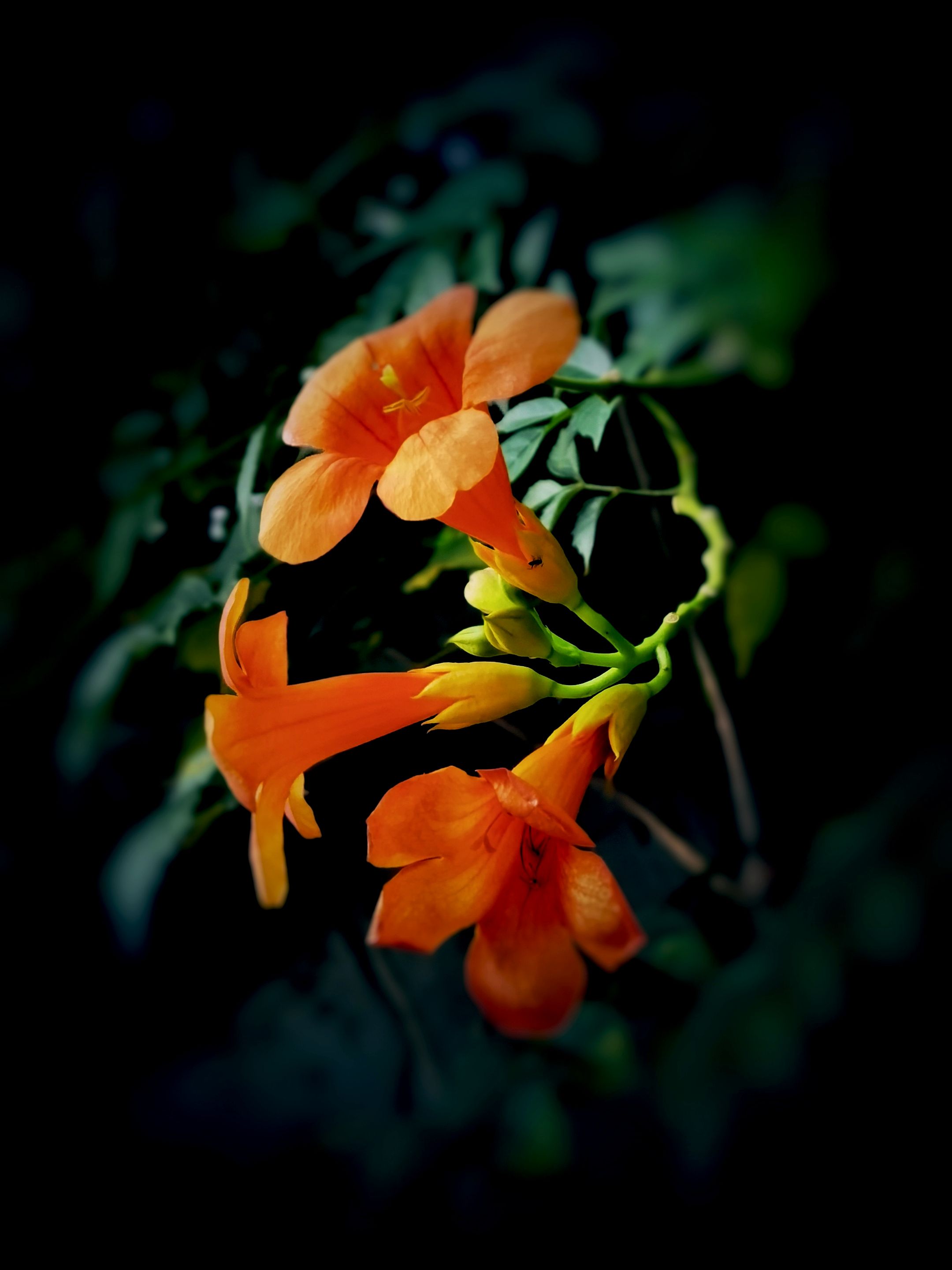 【首发】凌霄花