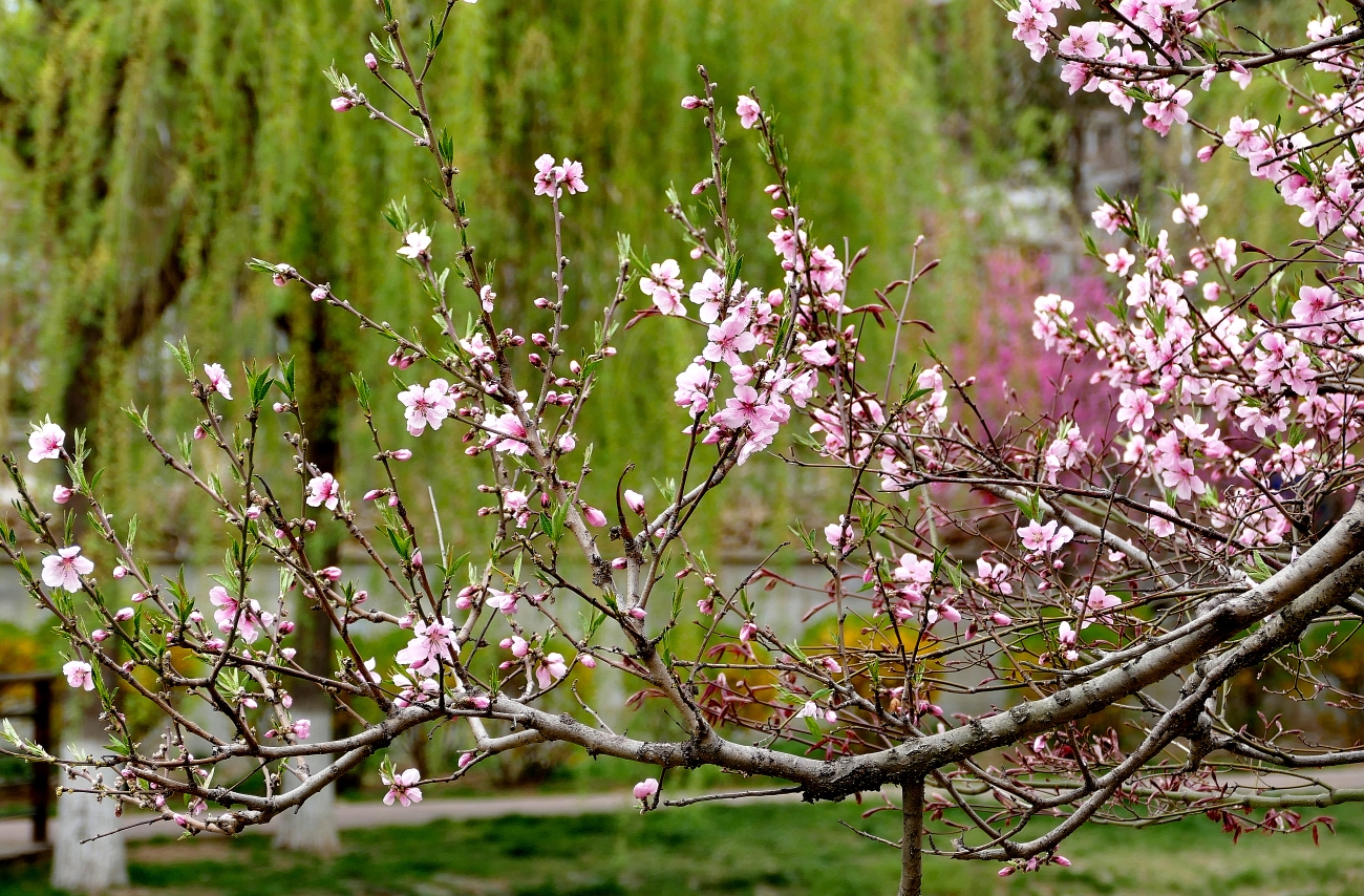 深春四月,姹紫嫣红花满枝,绿柳烟波万木青.