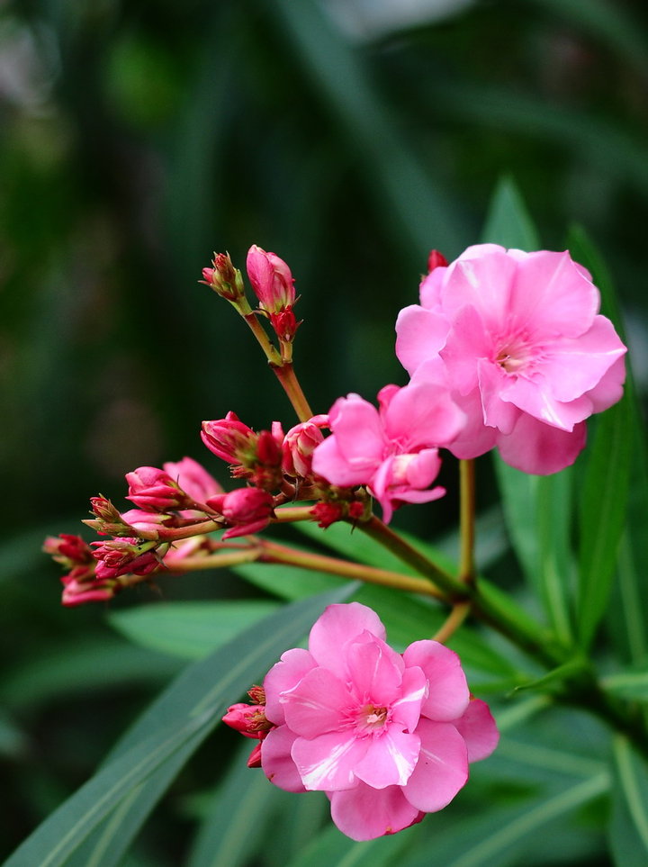 夹竹桃花(原创首发)