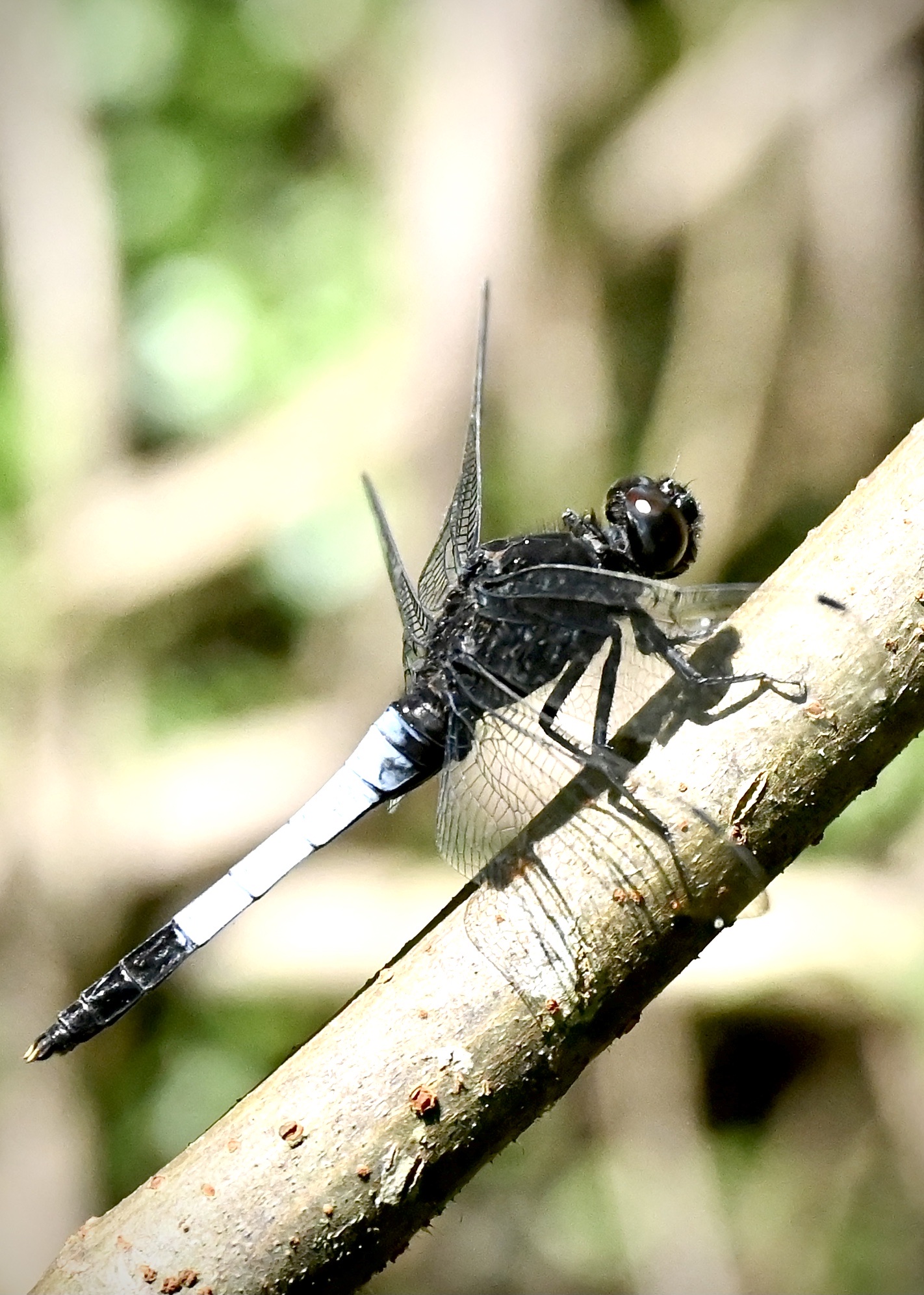 异色灰蜻～～～鼎脉蜻蜓〔首发