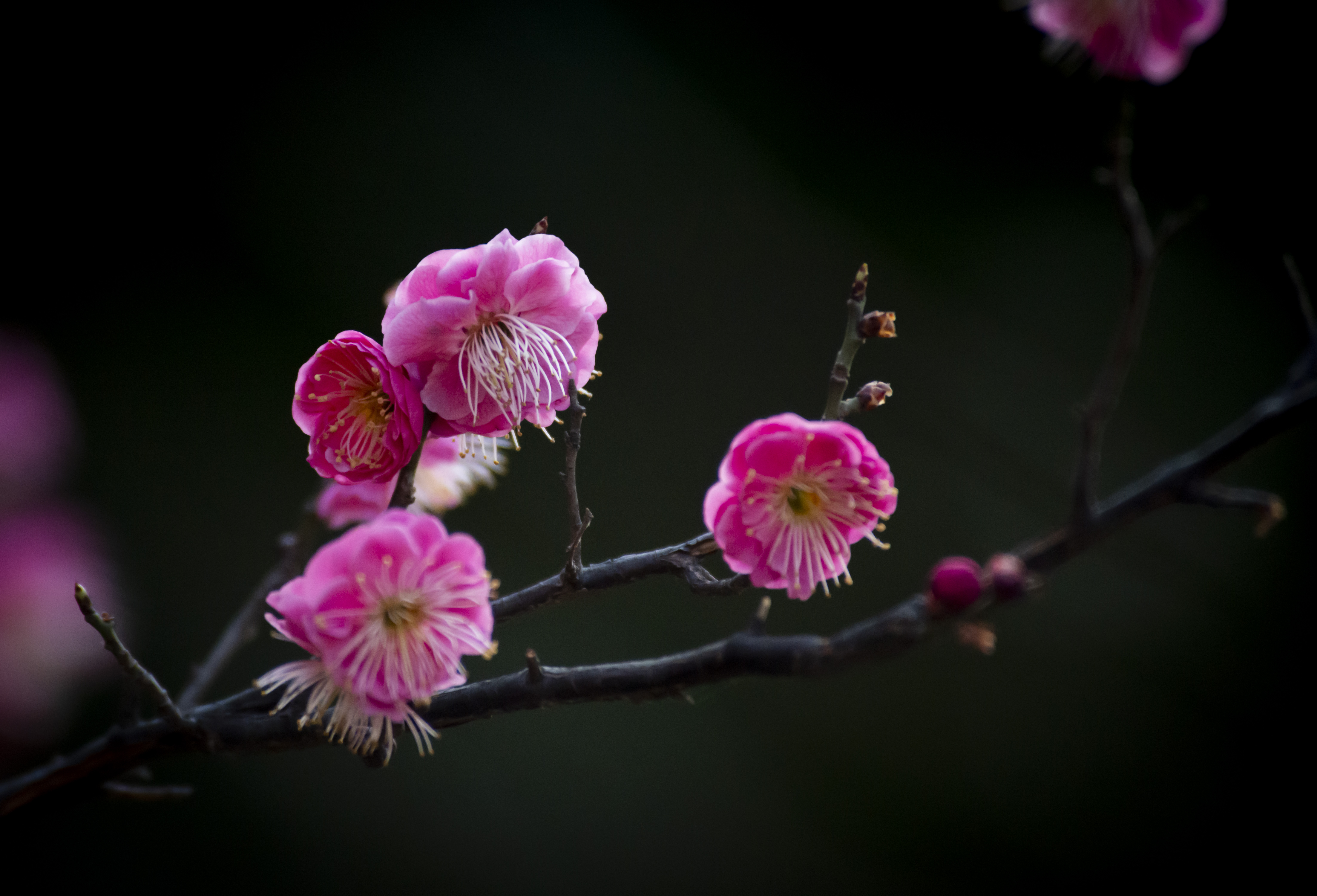 诗情画意红梅花二