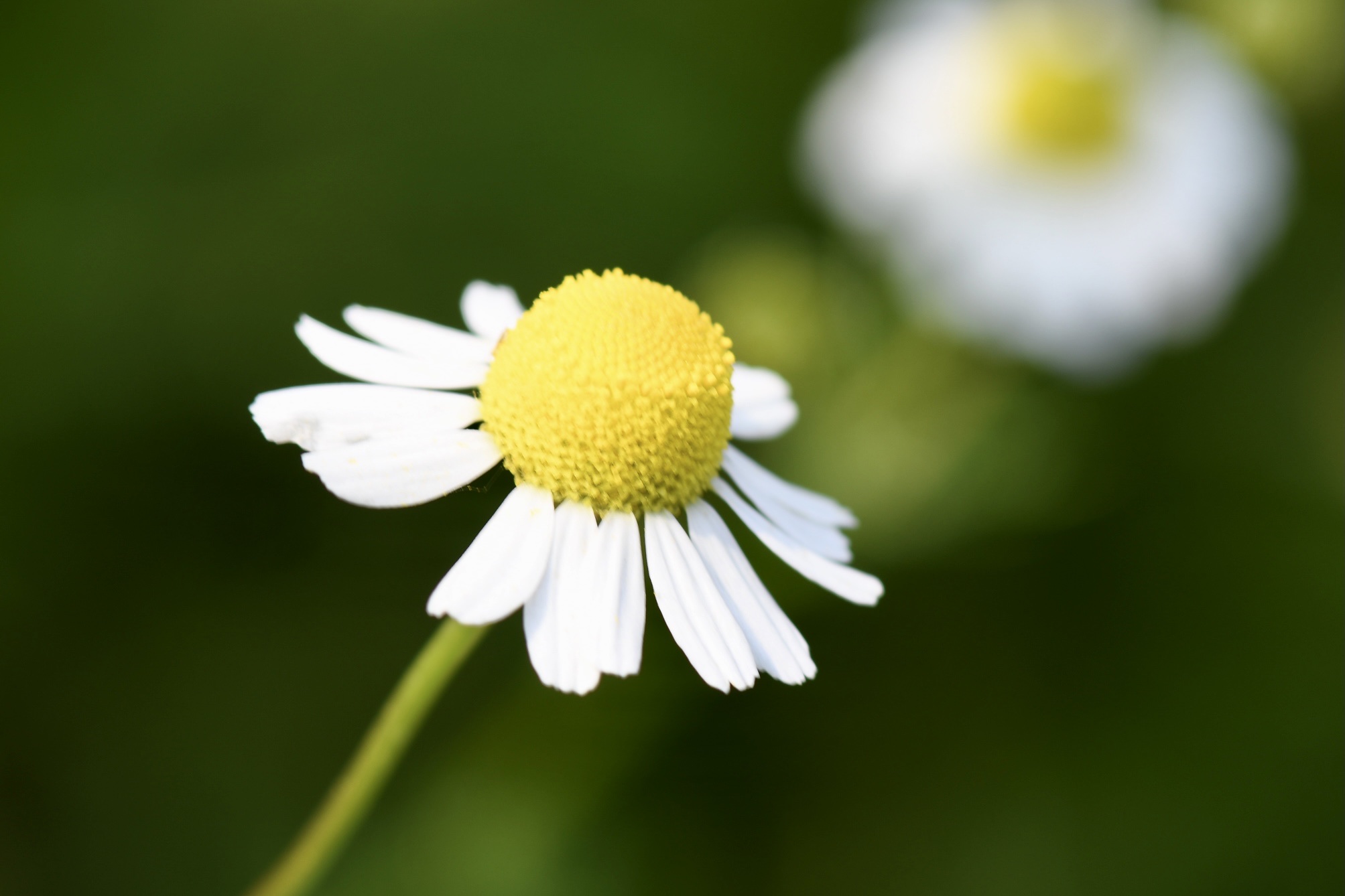 (首发)微拍～母菊