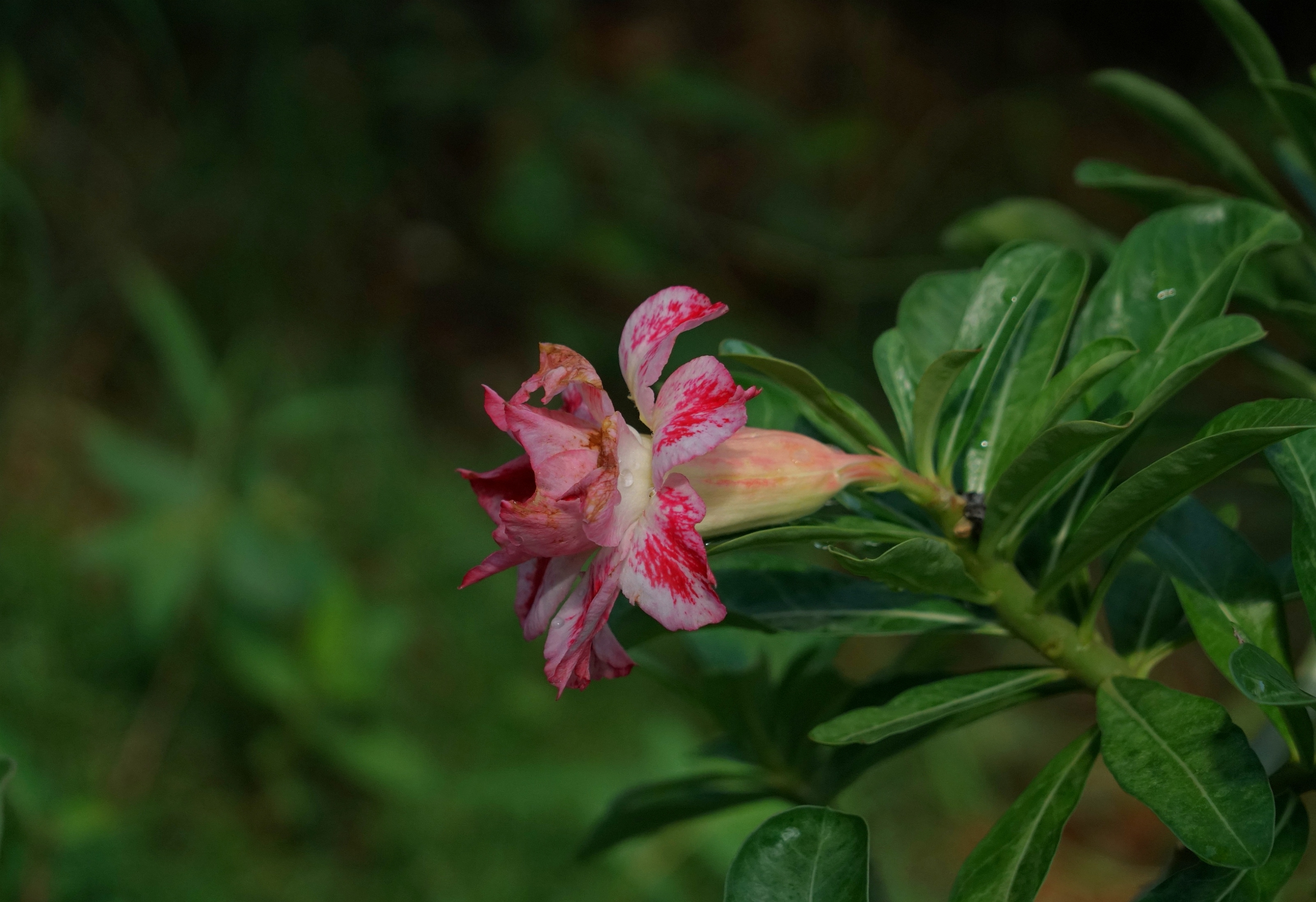 娇艳绚丽天宝花