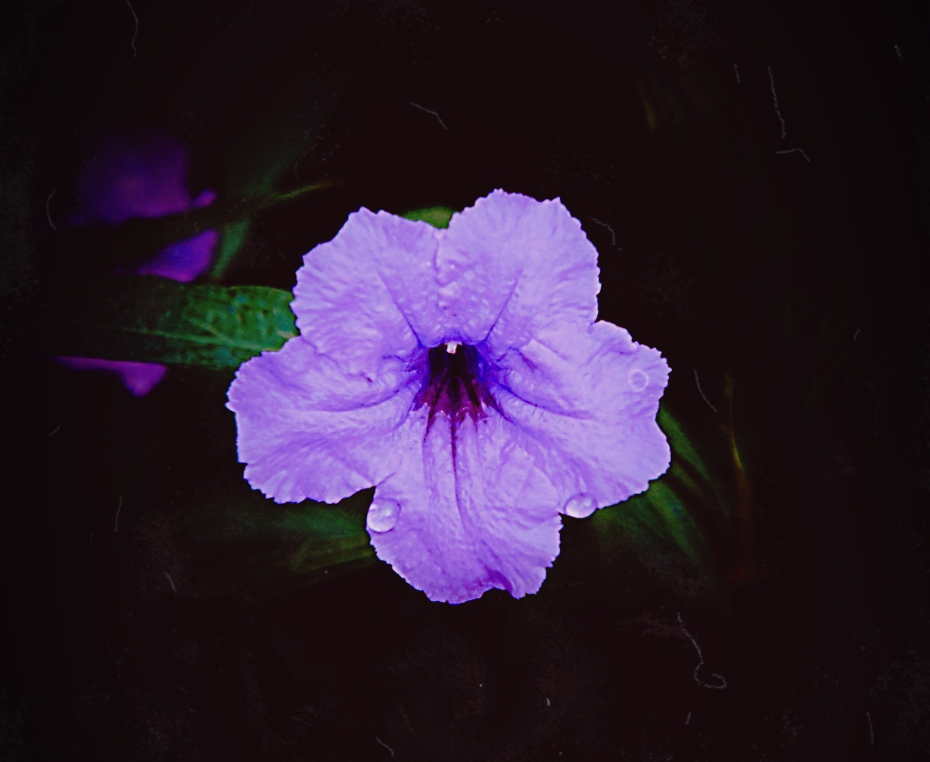 这朵以蓝紫色为主色调的小花,名字叫做蓝花草,也可以叫做翠芦