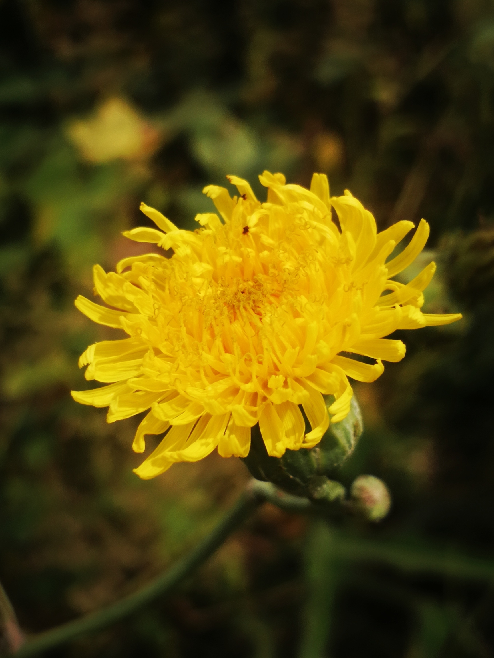 【摄影原创首发】秋天的野花——苦苣花