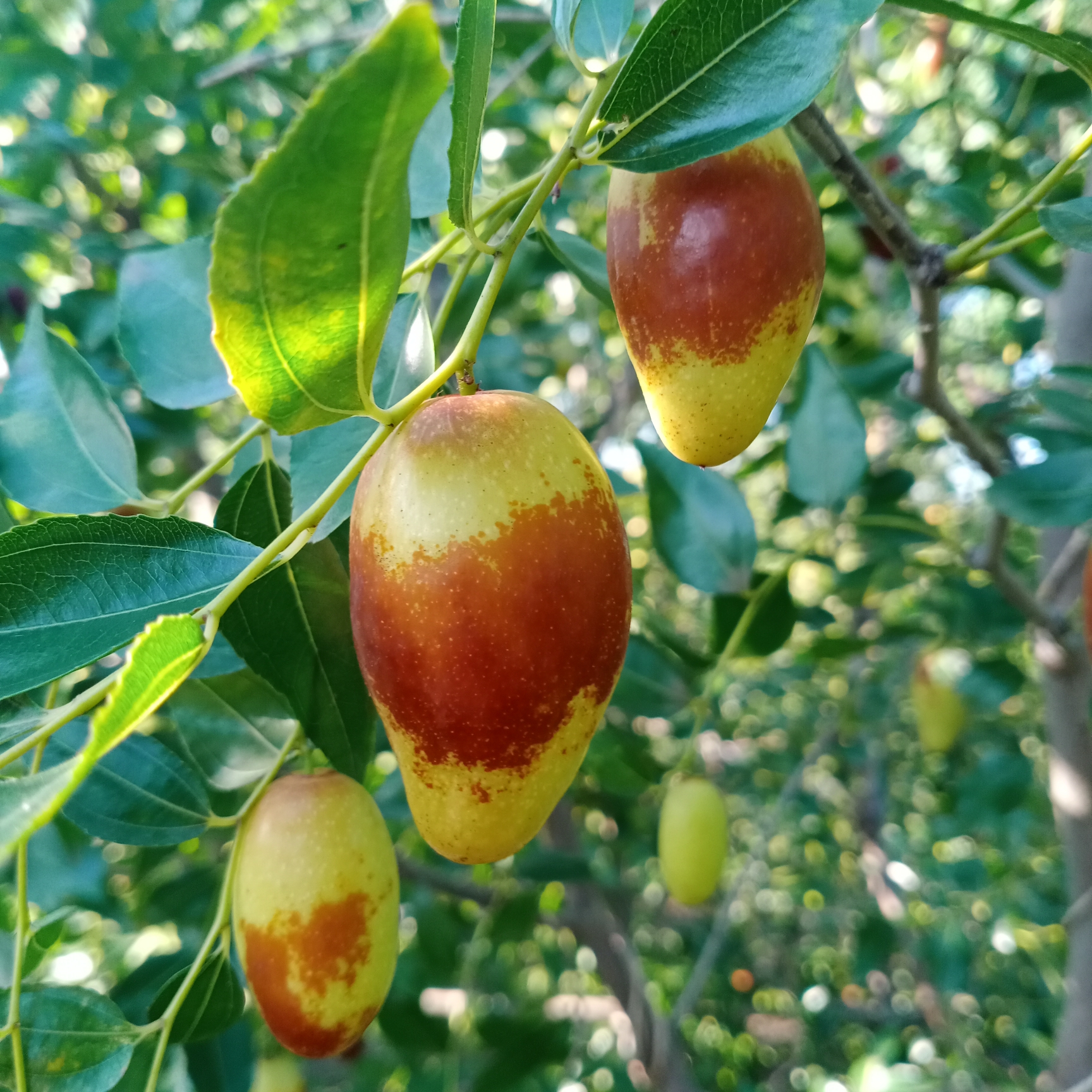 枣儿红了【首发】