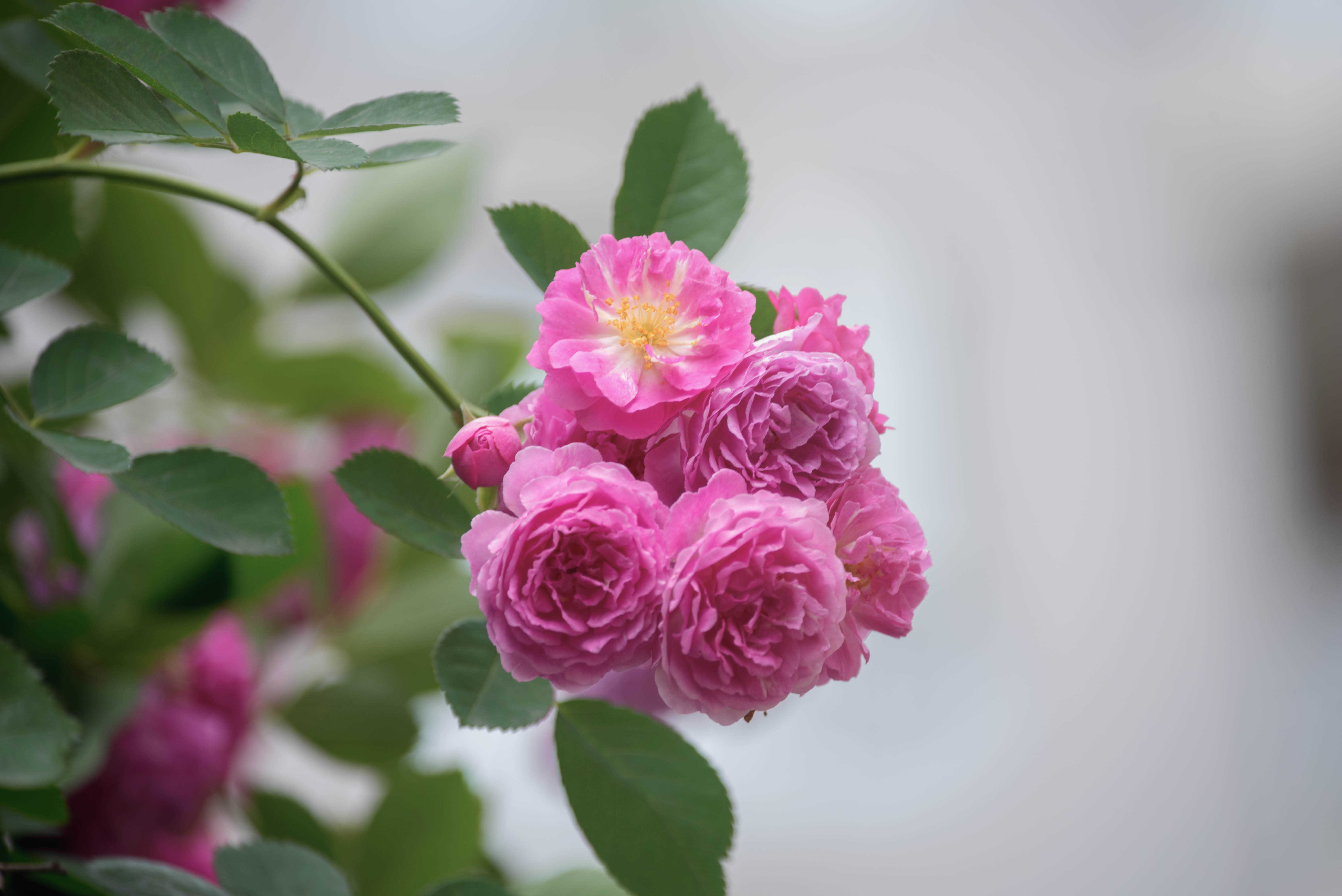 蔷薇花花语:美好的爱情与爱的思念.