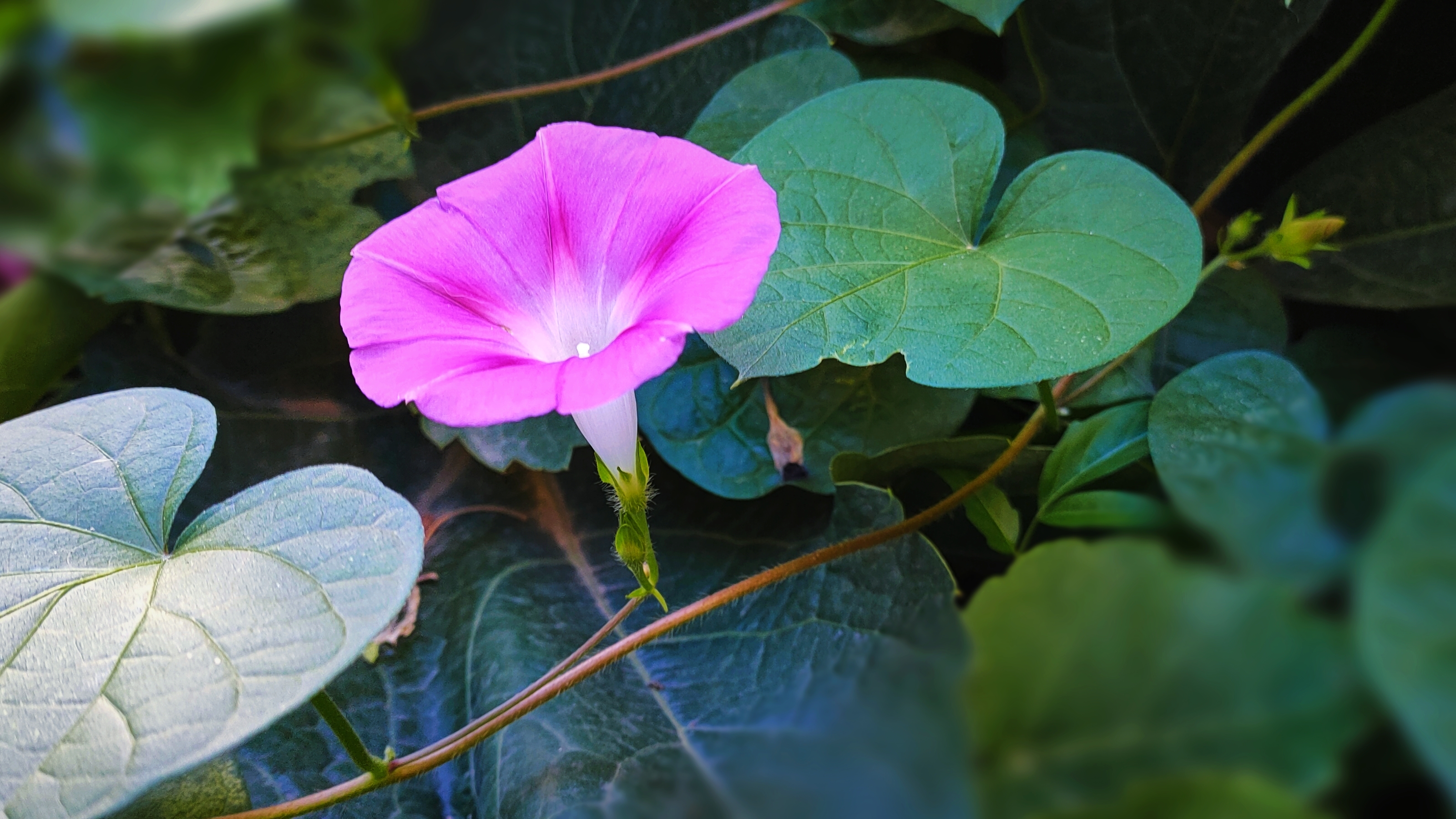 圆叶牵牛花