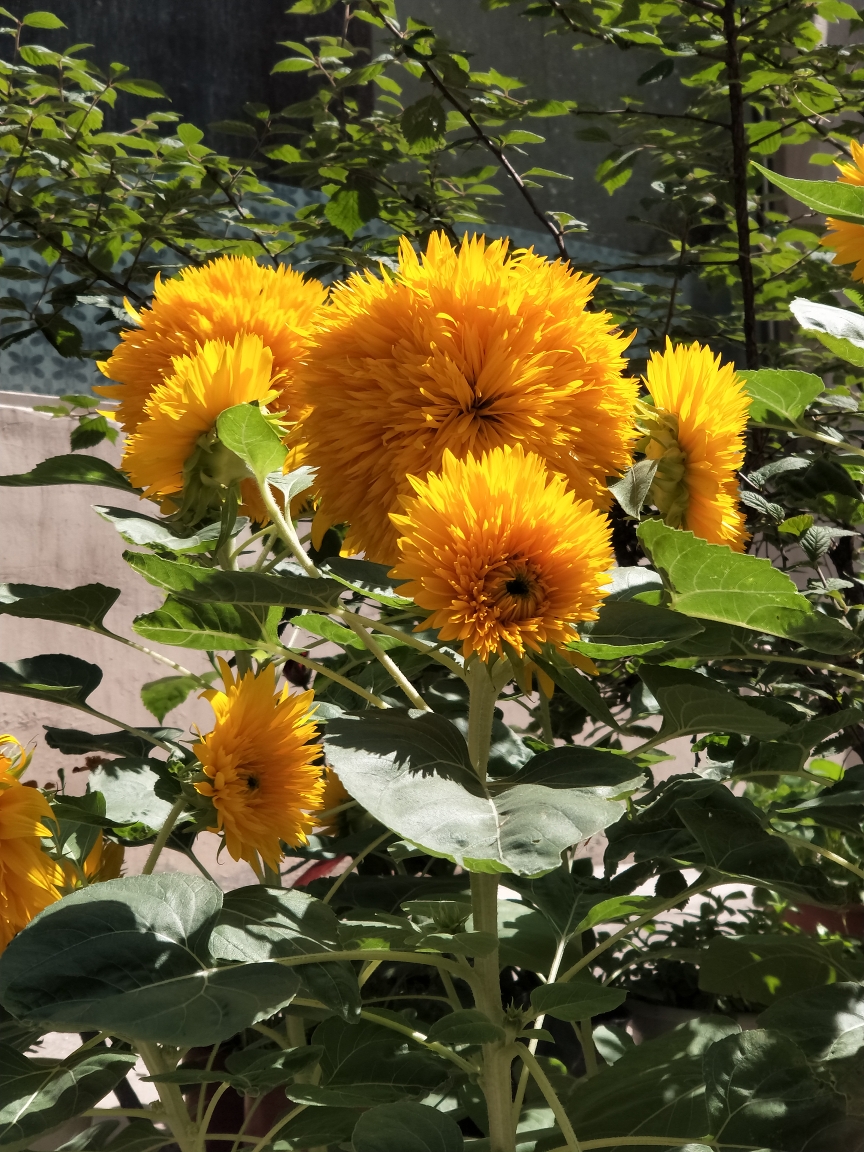 珍藏我欣赏的花卉.