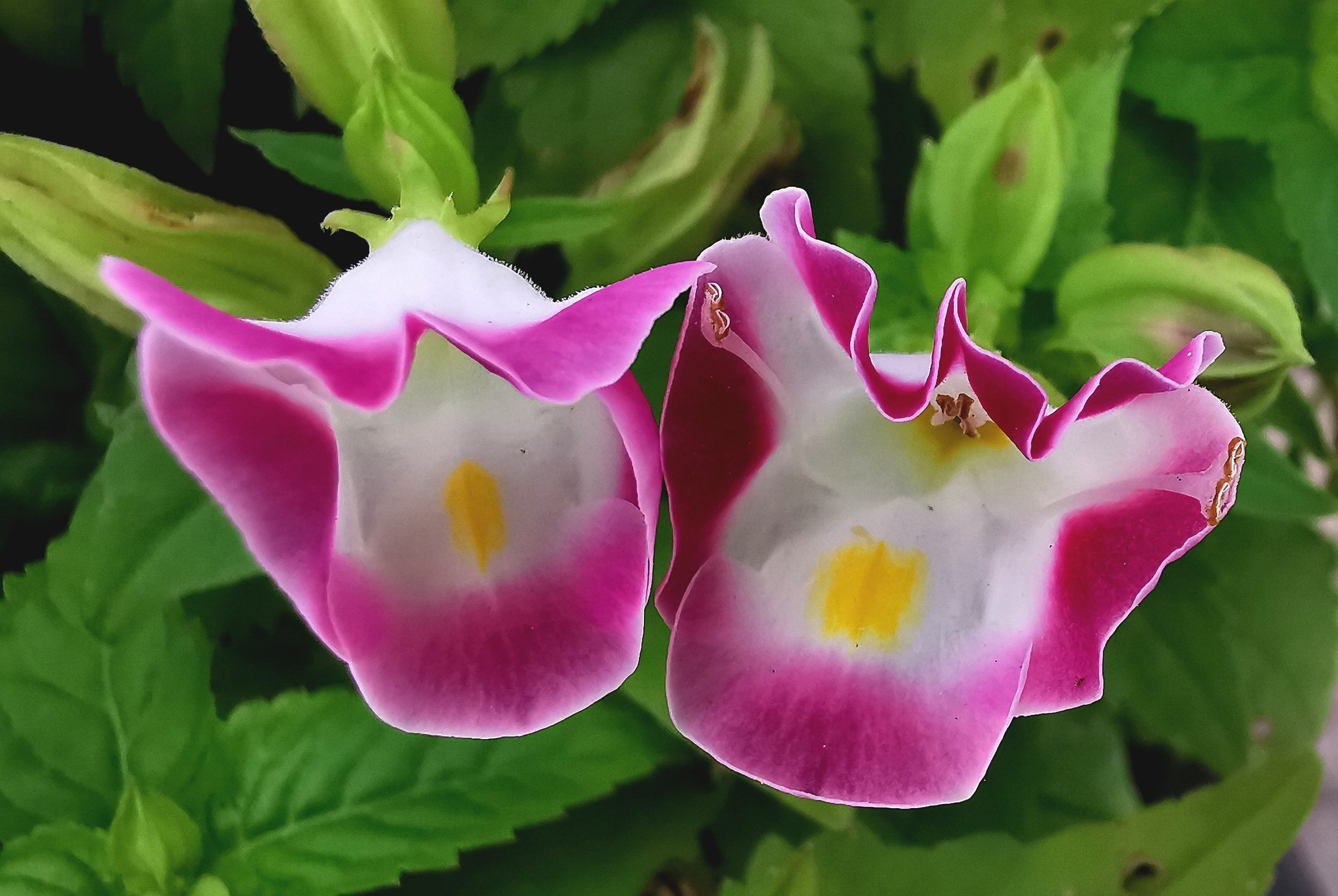 【首发】夏堇(蓝猪耳)