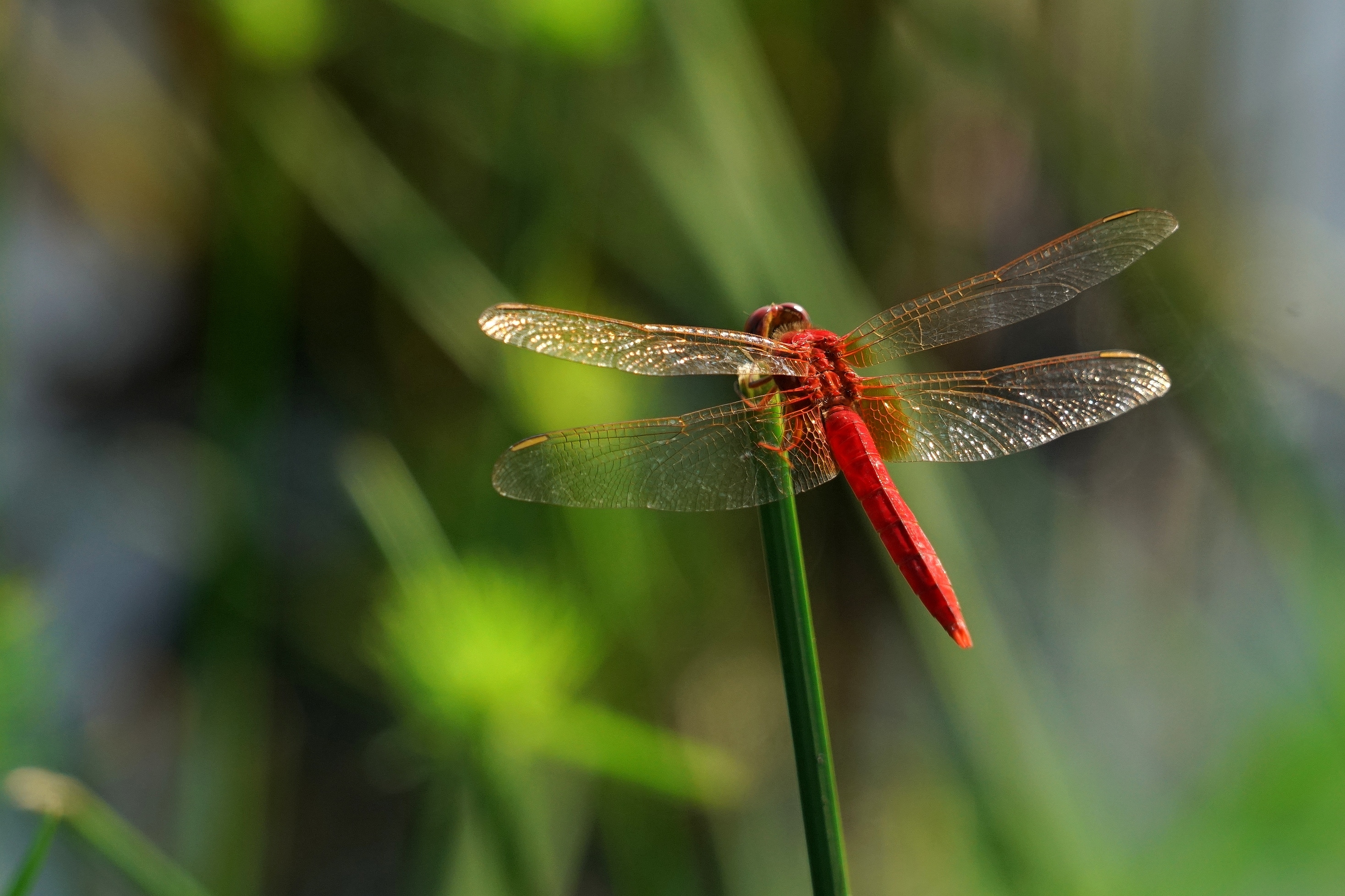 绿塘中的红蜻蜓
