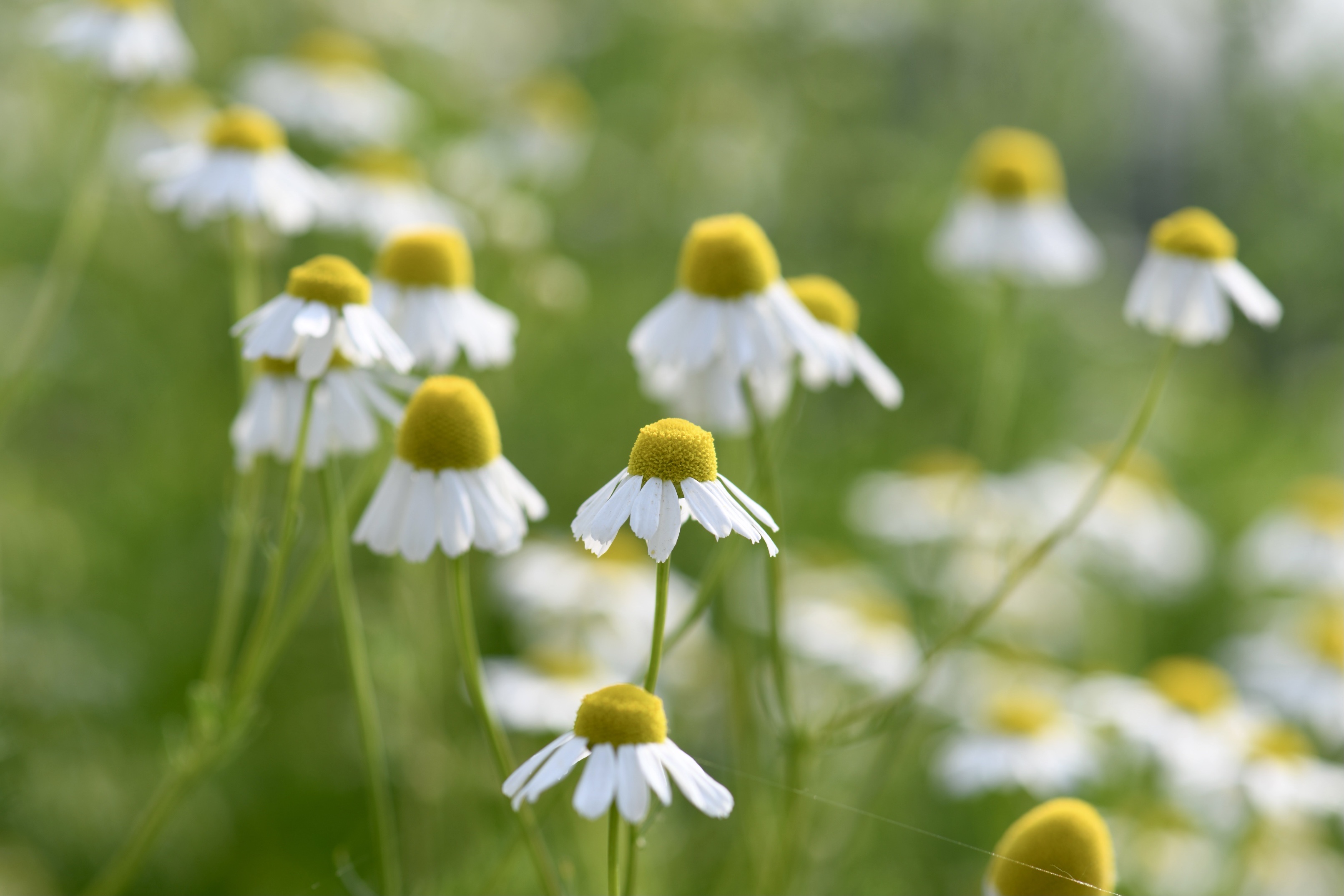 (首发)微拍～母菊