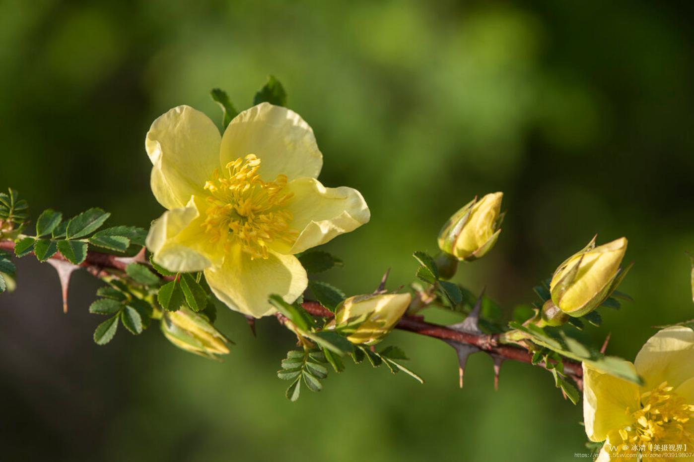 黄刺梅花开(首发)