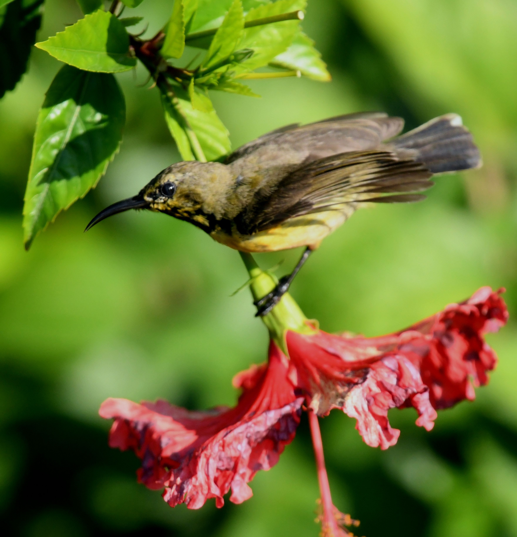 花丛中的黄腹花蜜鸟【首发】