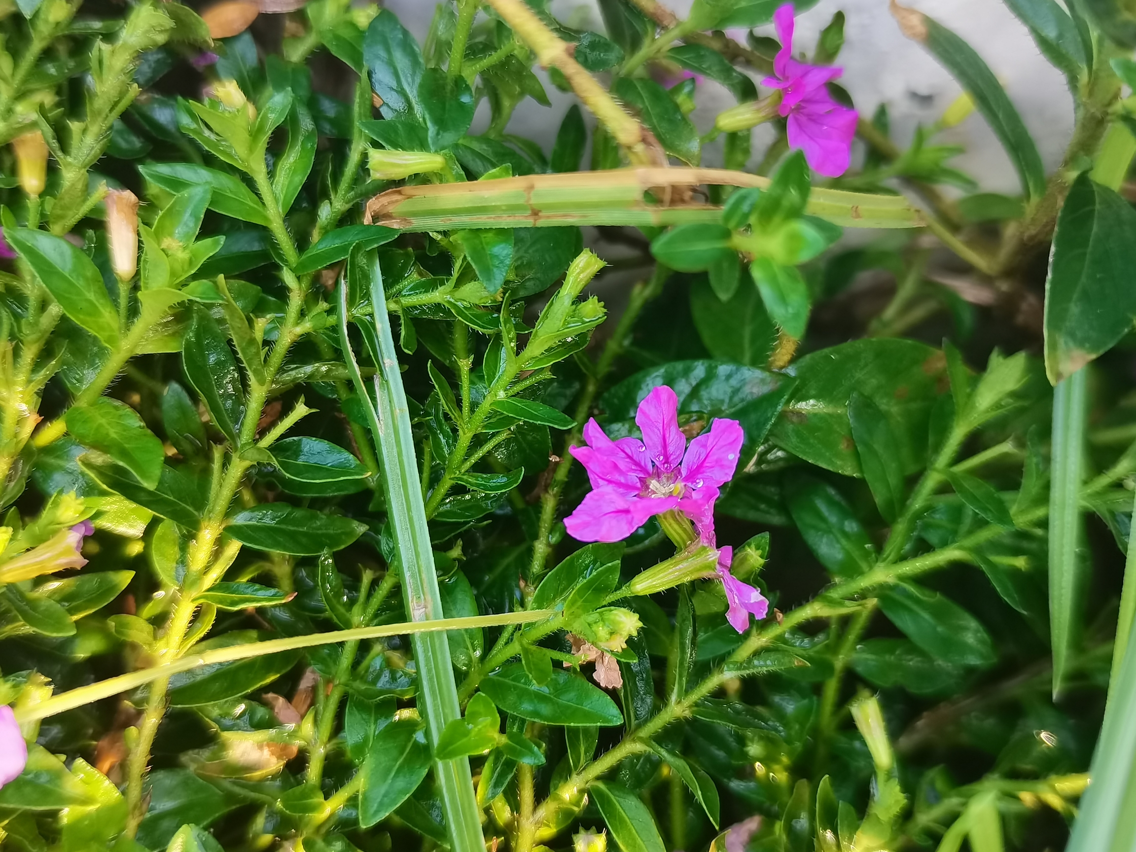 微距下的萼距花