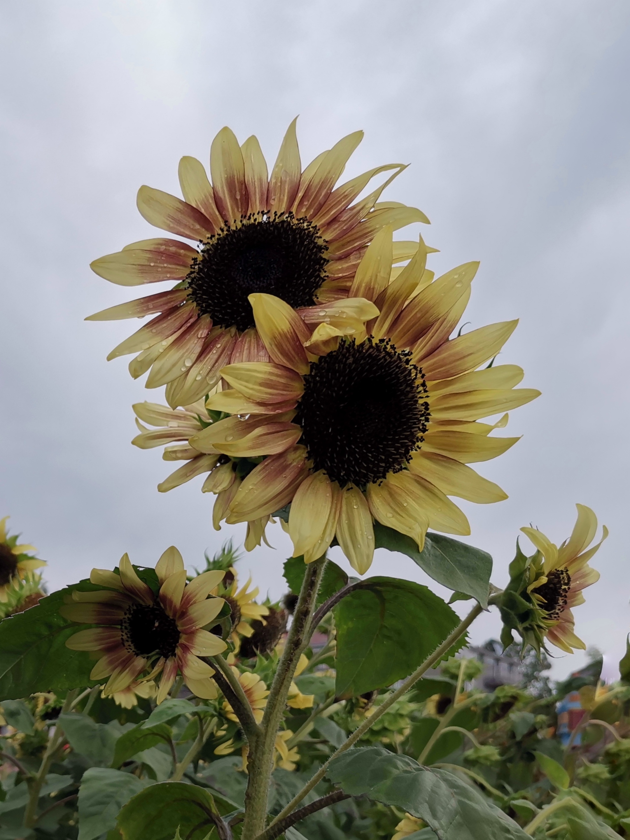 【首发】黑紫向日葵