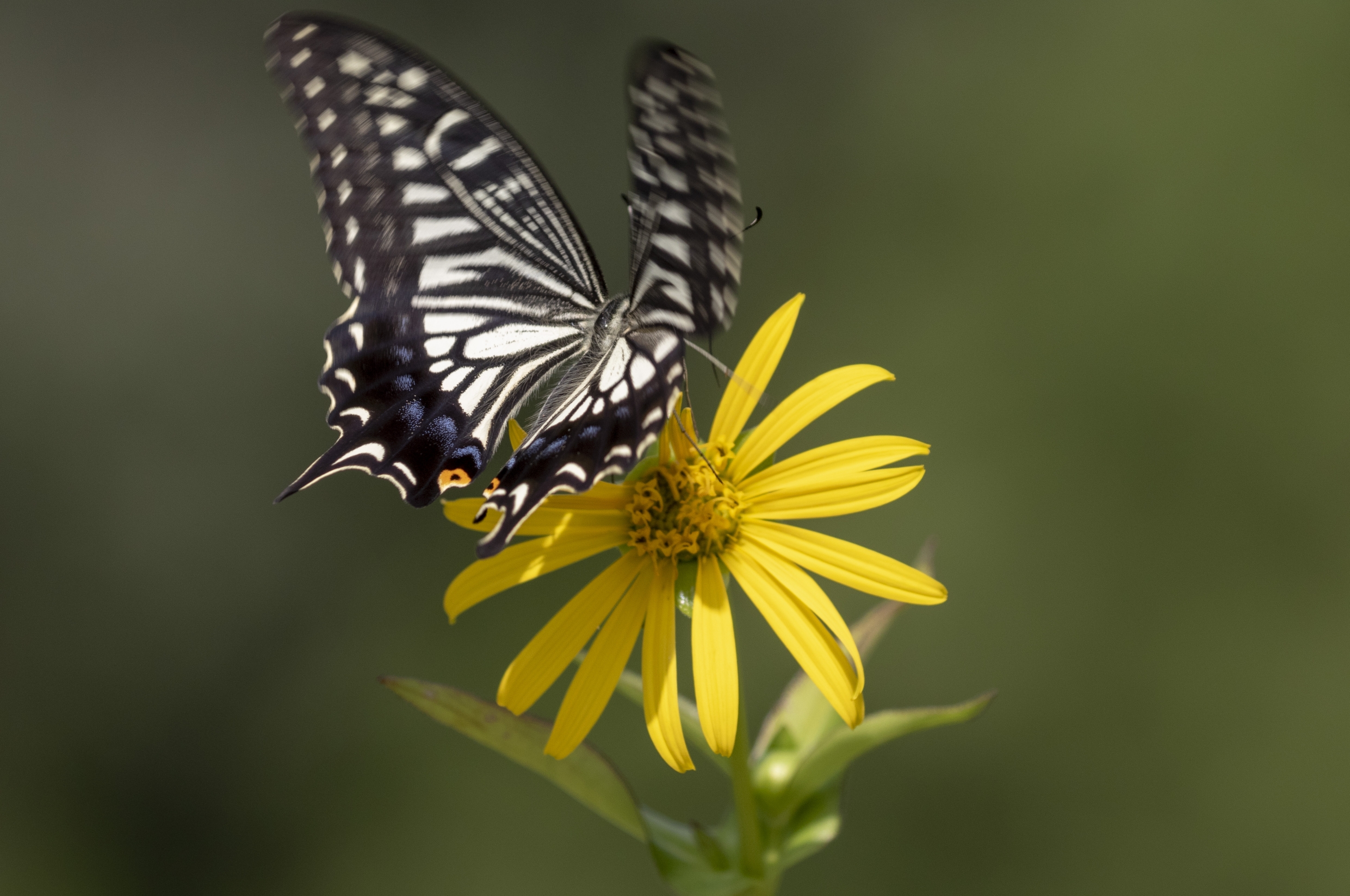 【首发】美丽凤尾蝶(6)