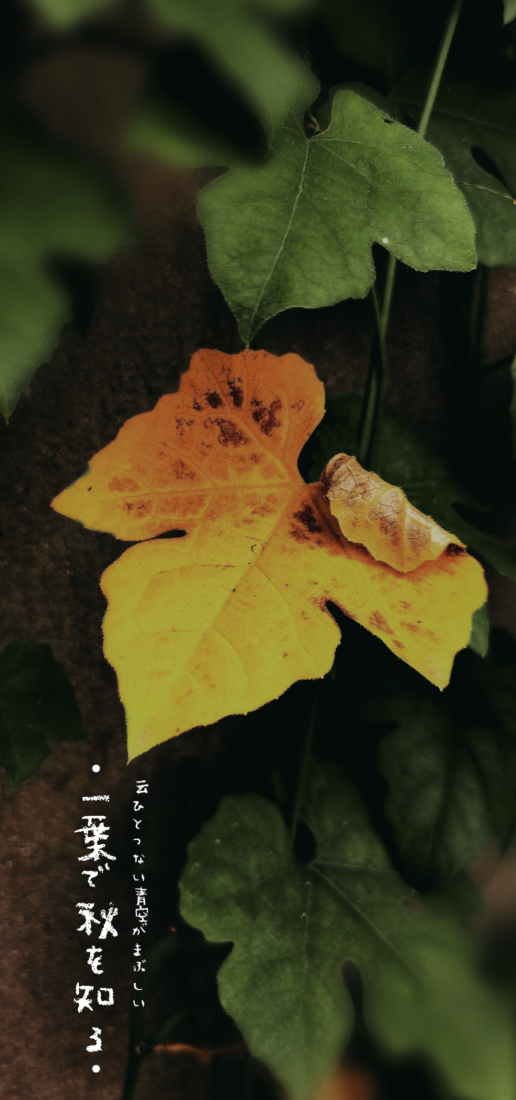 一叶知秋《首发》