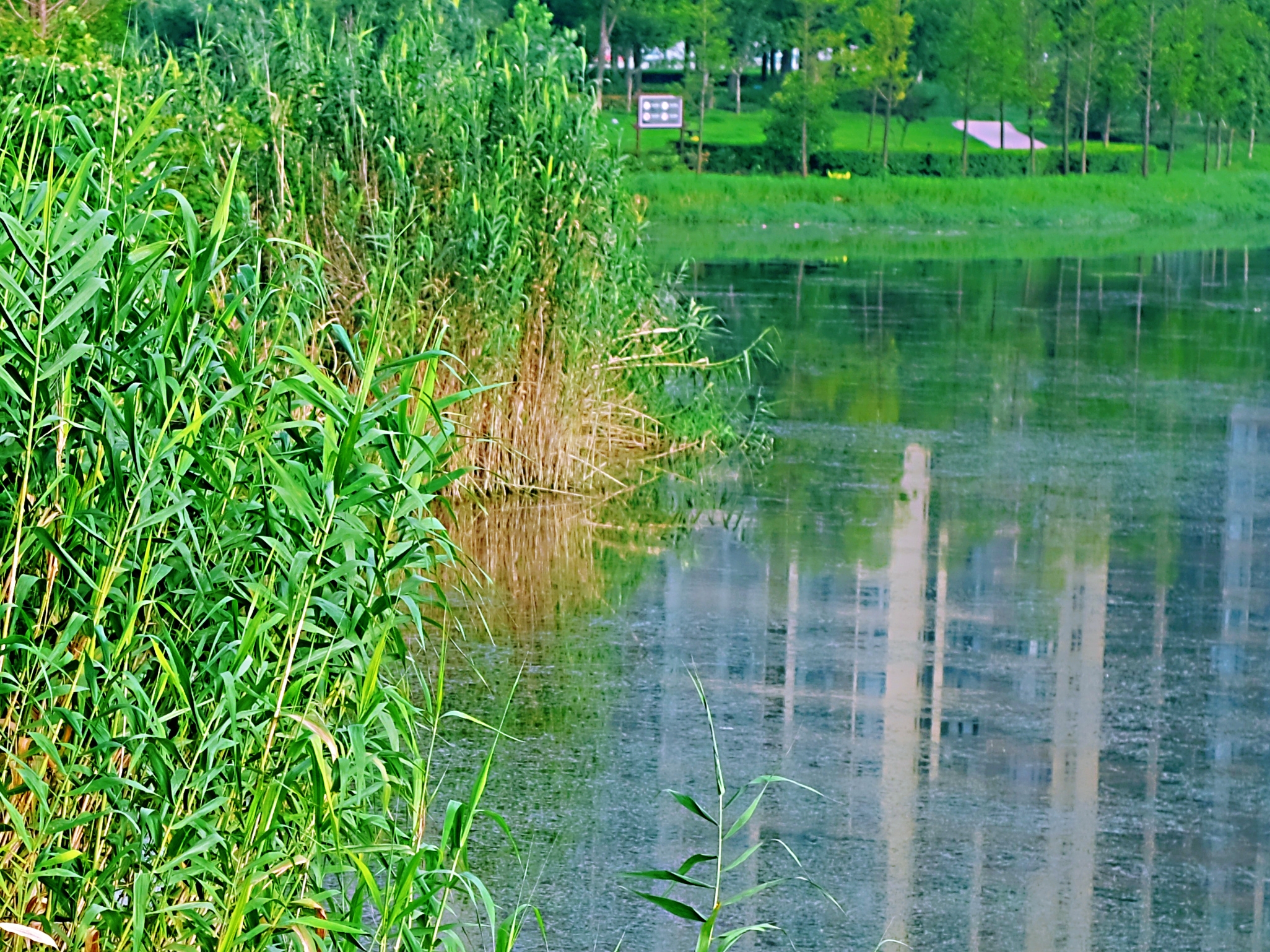 致信家乡*青青芦苇林