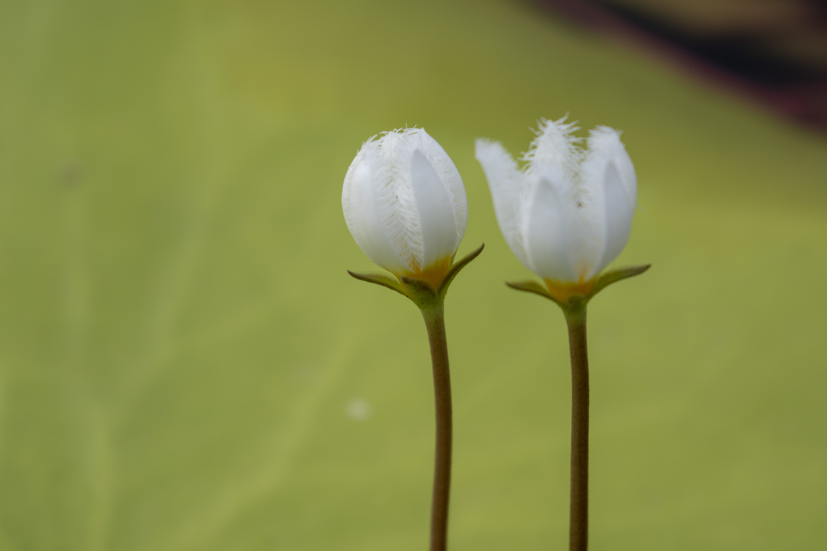 【首发】金银莲花(4)