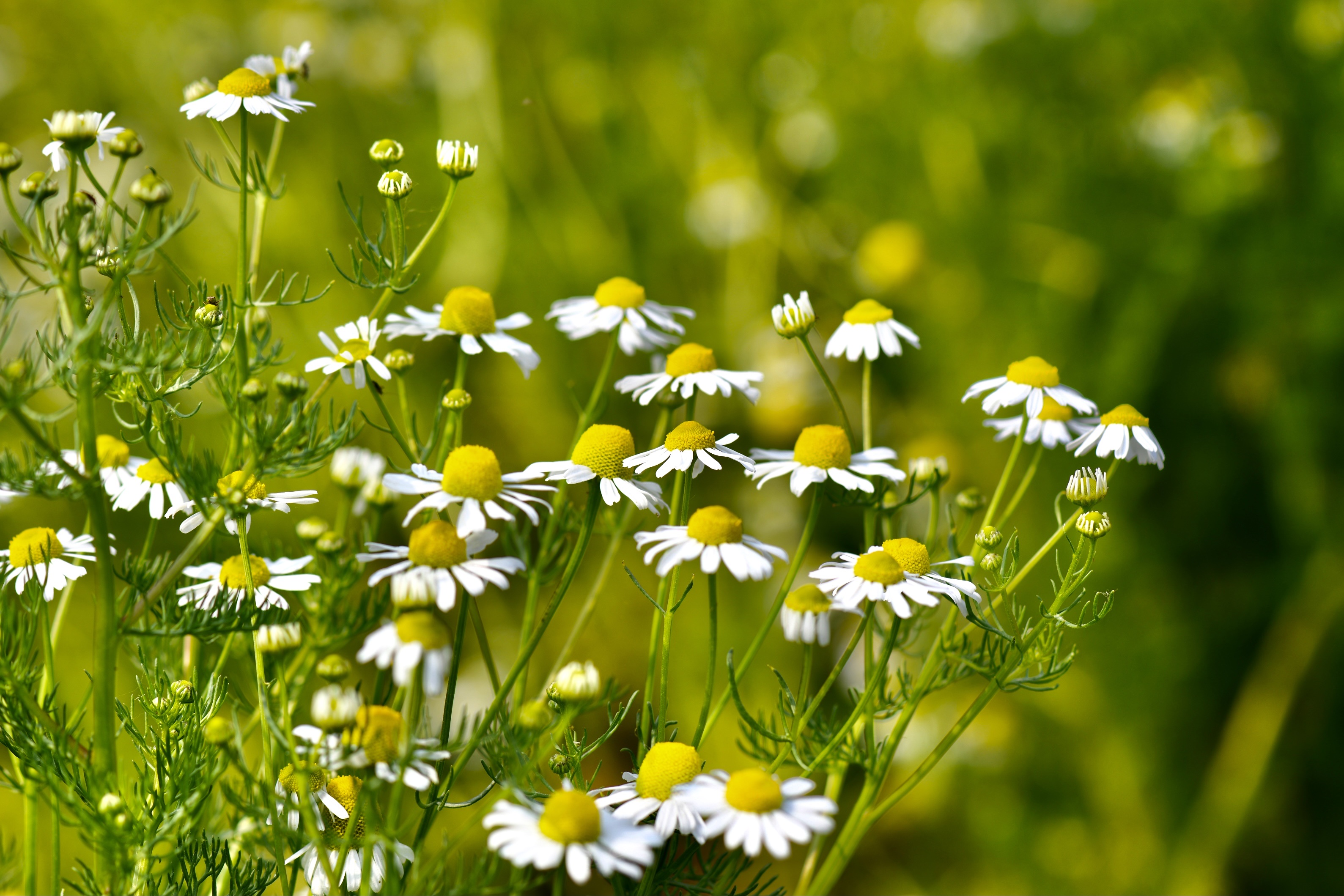 (首发)微拍～母菊