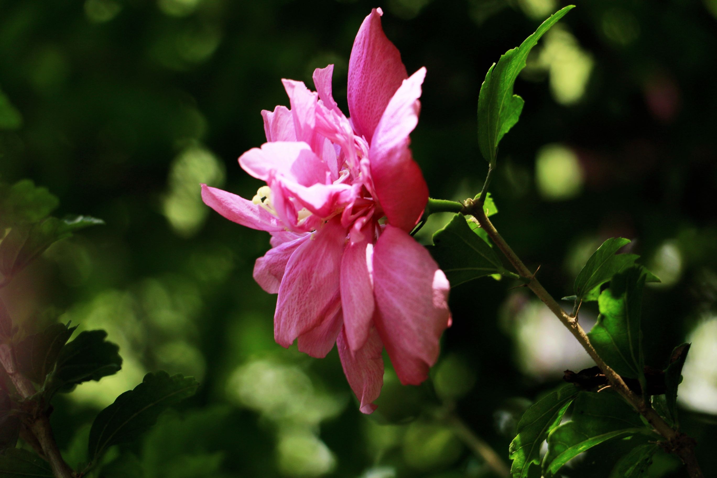 木槿花