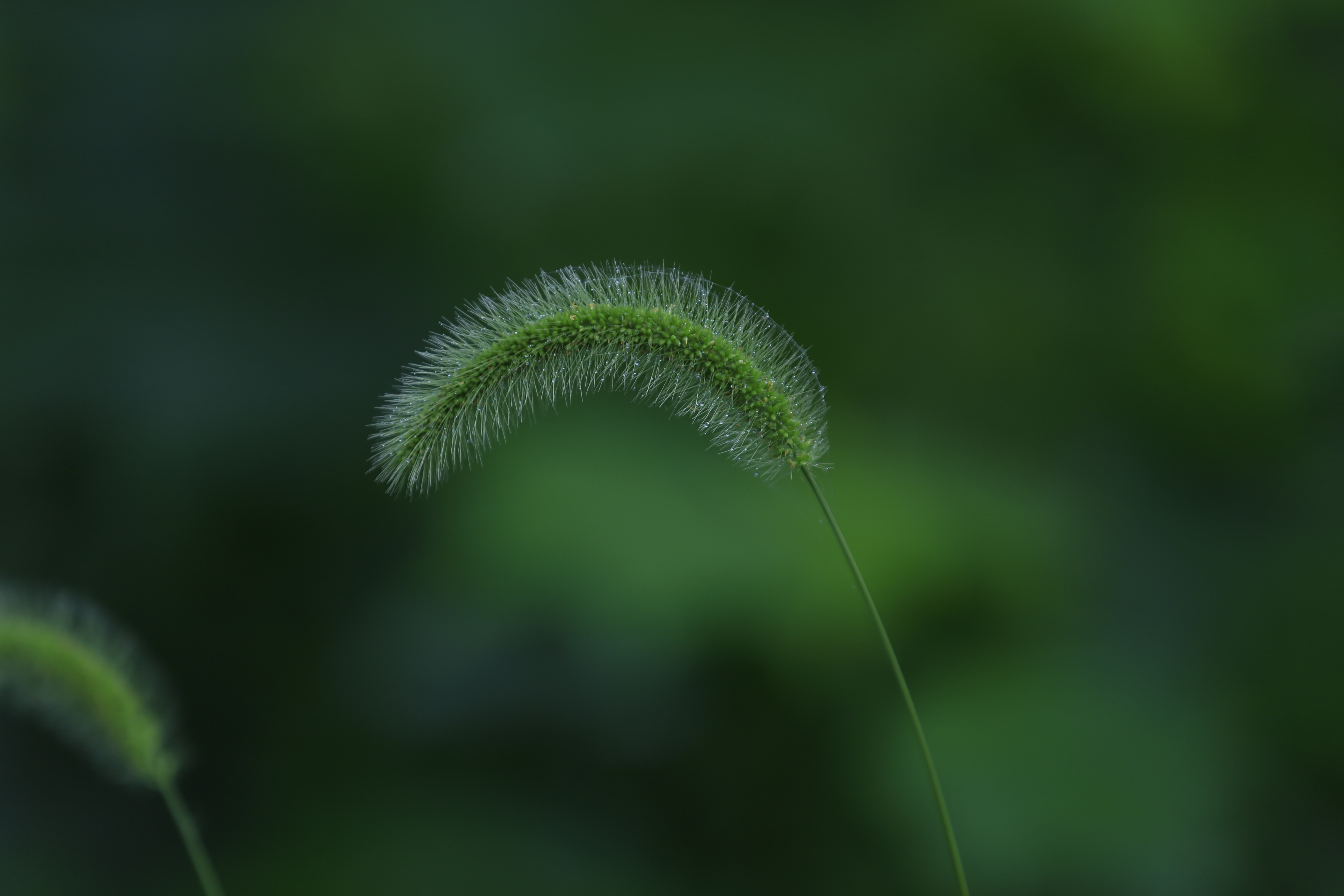 【首发】艰难的爱-狗尾巴草