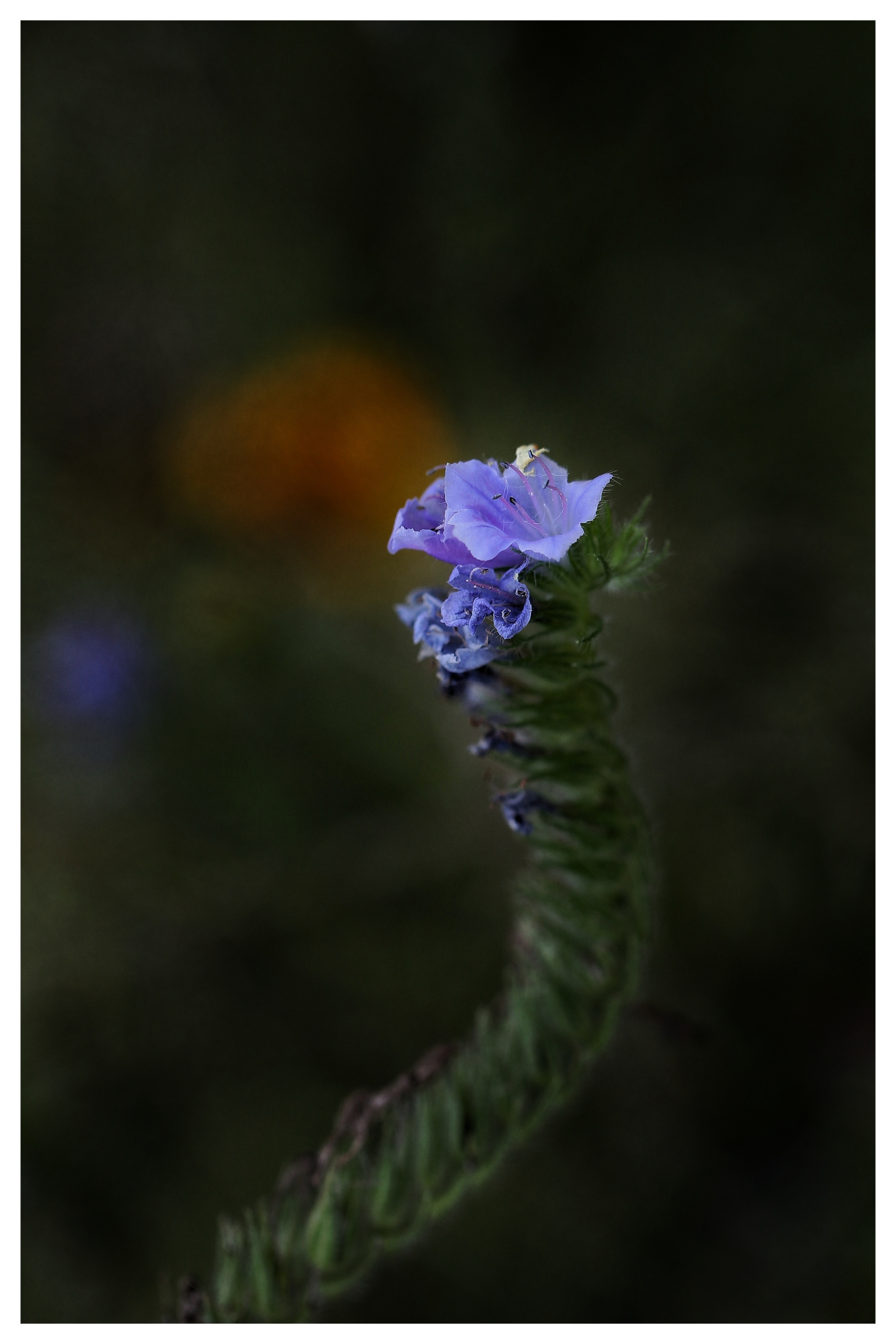 蓝蓟    又叫蓝蓟花,野蓝蓟,属草本灌木植,二年生草本.