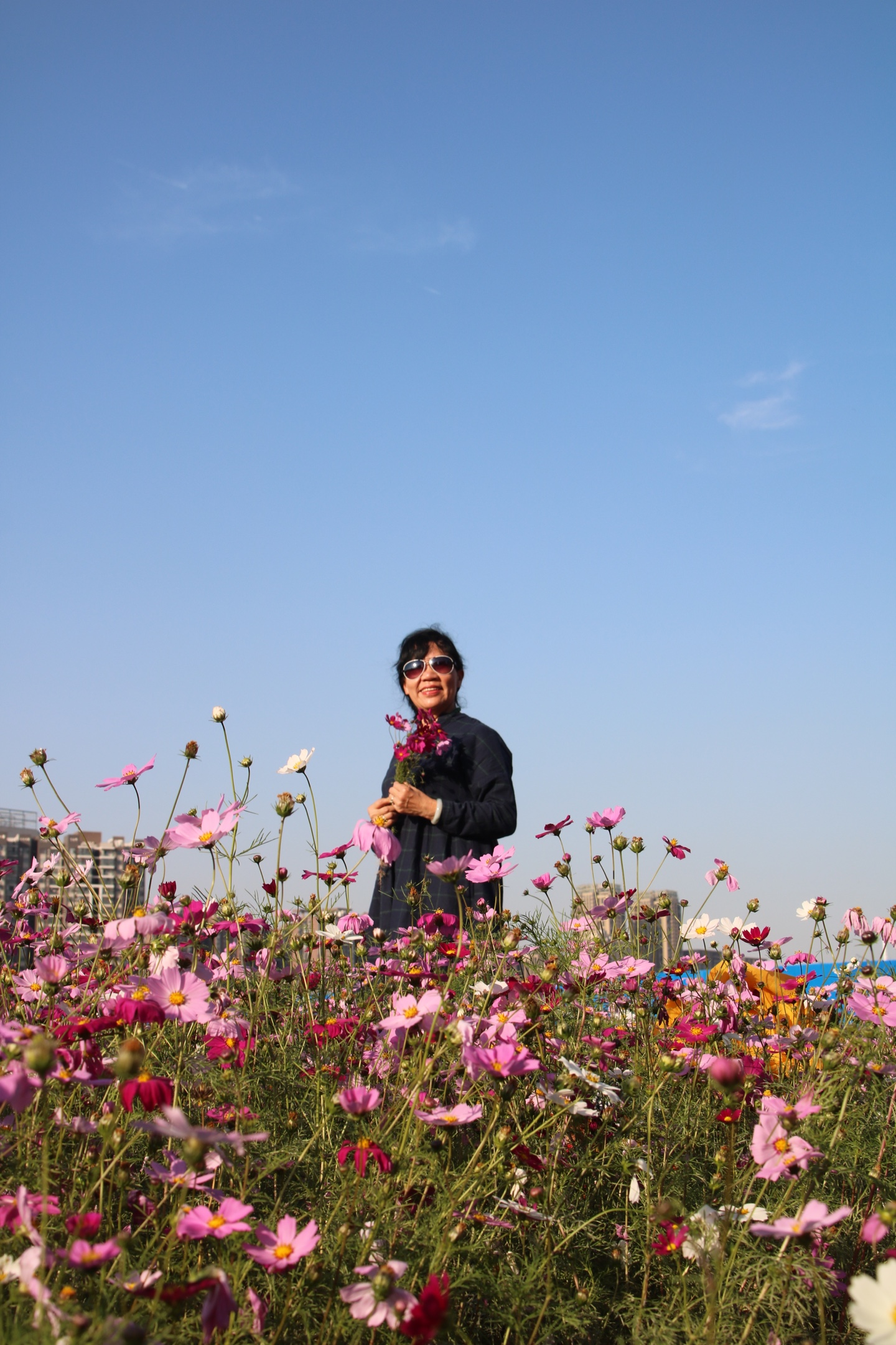 波斯菊花海