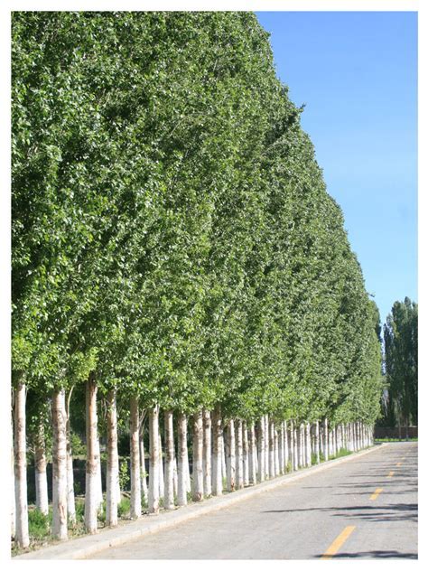 白杨树实在是不平凡的,我赞美白杨树!