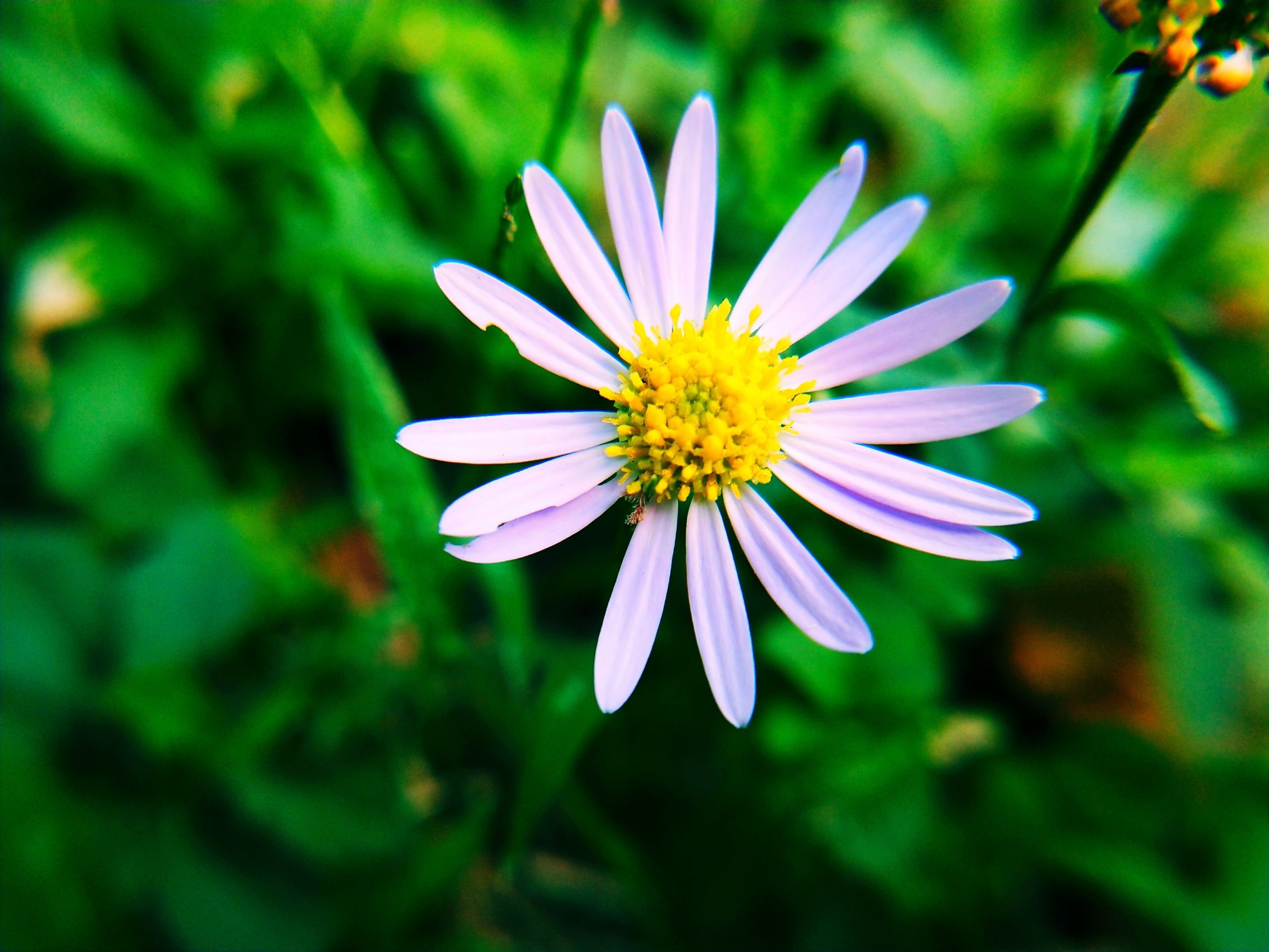 【首发】狗娃花(四)