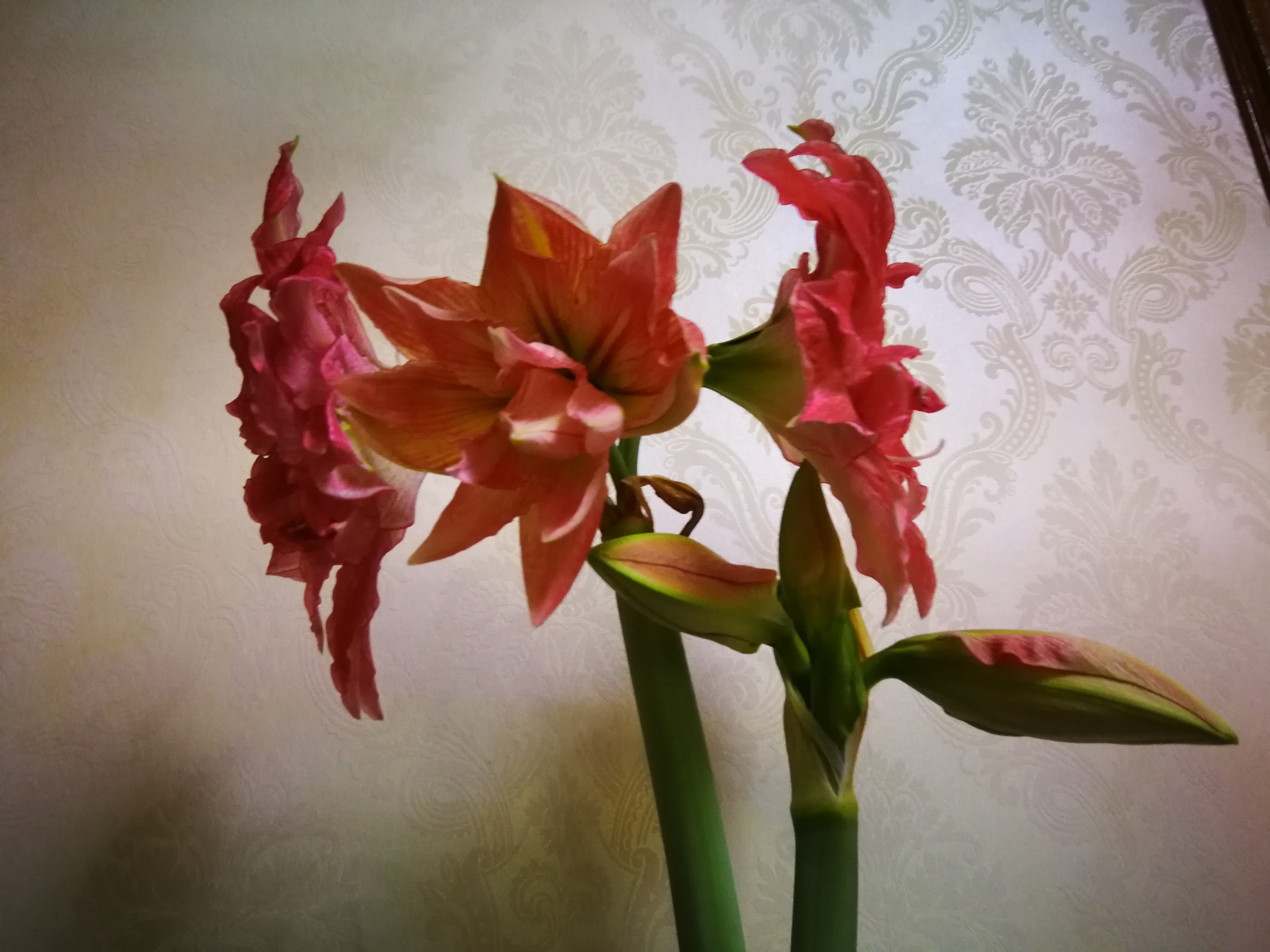 柱頂紅,孤梃花,華胄蘭,百子蓮,炮打四門別稱百合亞目亞目hippeastrum