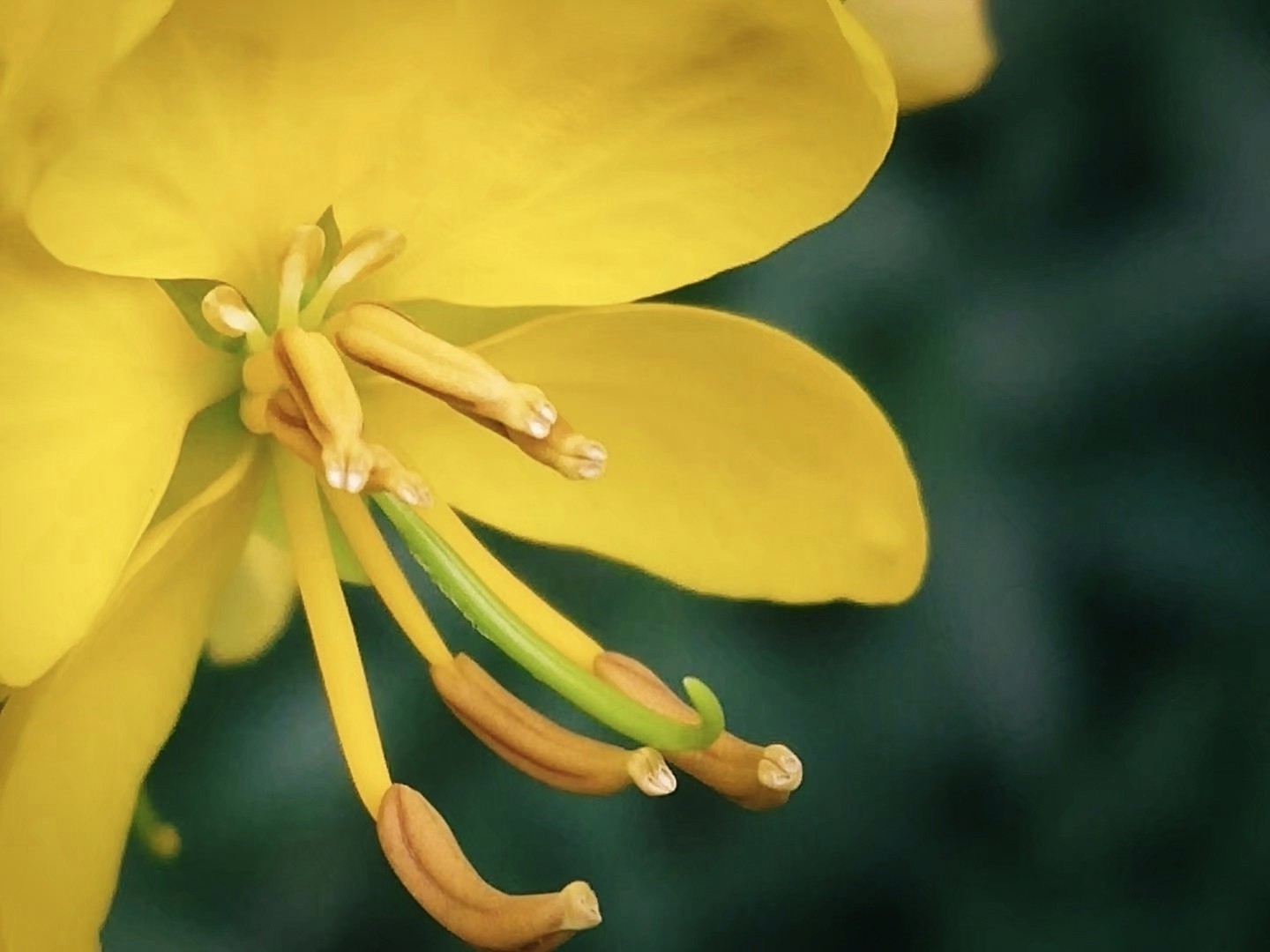 首发〕双荚决明花蕊