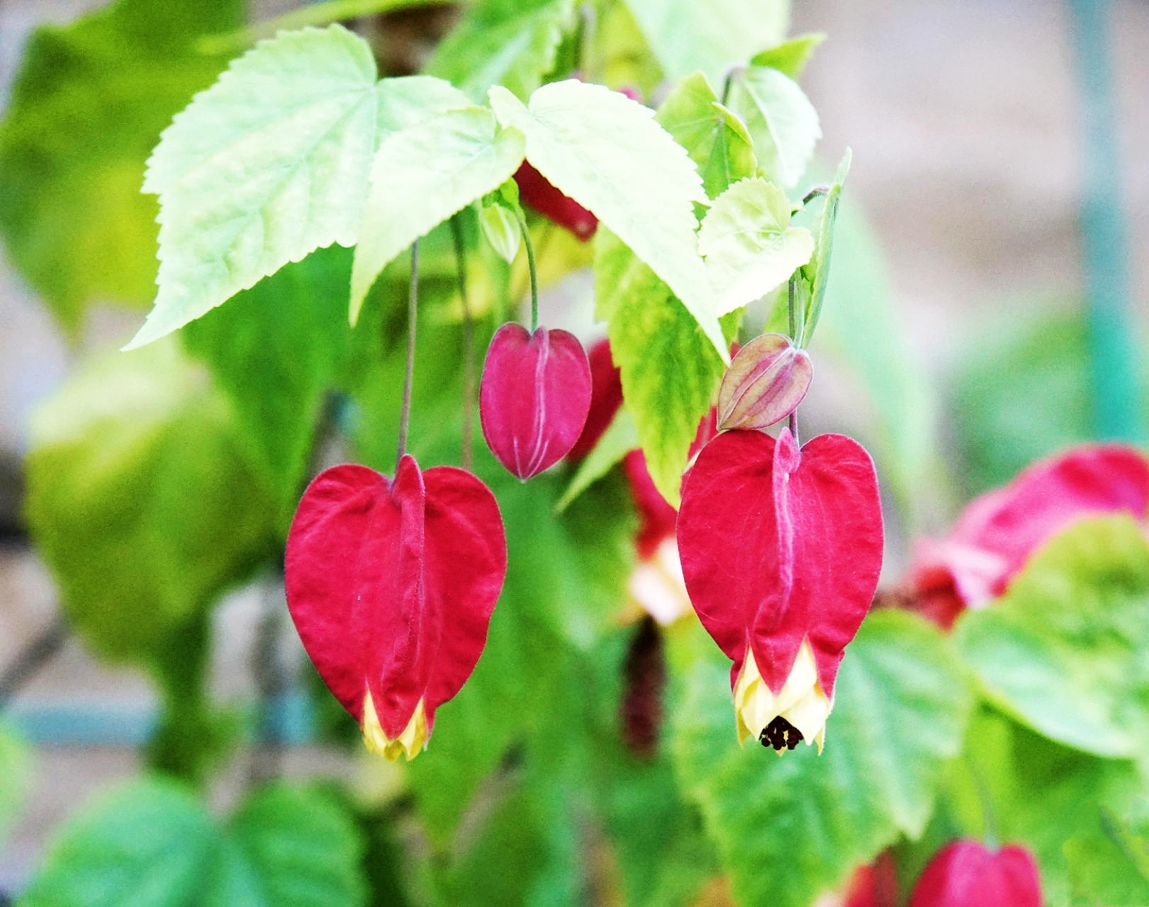 《首發》紅萼苘麻花