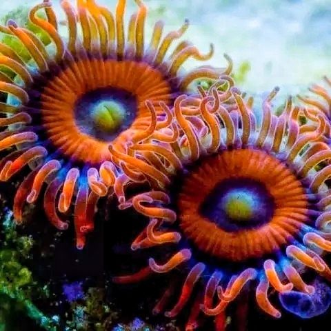探索海洋嘀奥秘海底世界图兰奔海洋生物皆集聚五彩缤纷更稀奇色彩斑斓