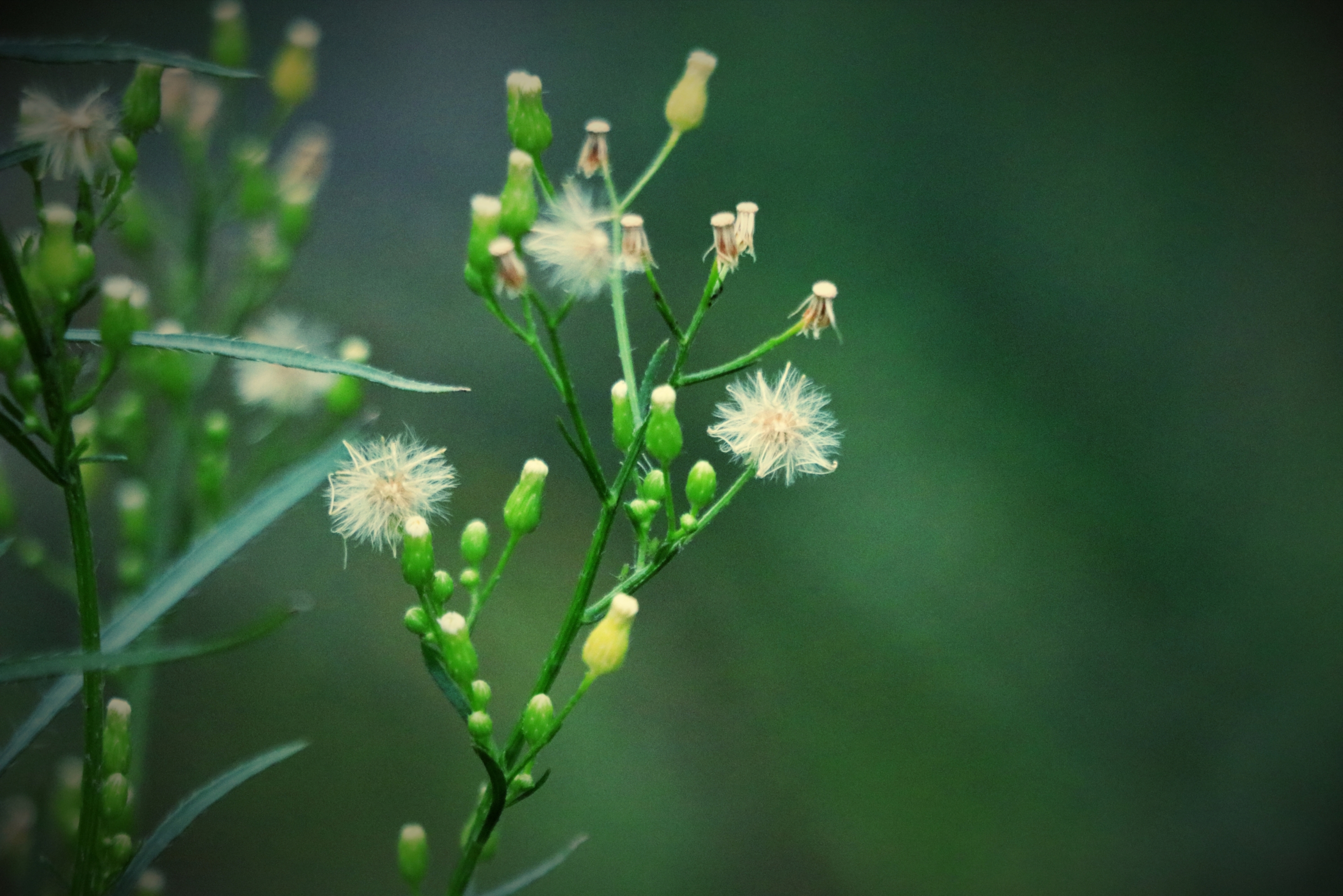 小蓬草【首发】