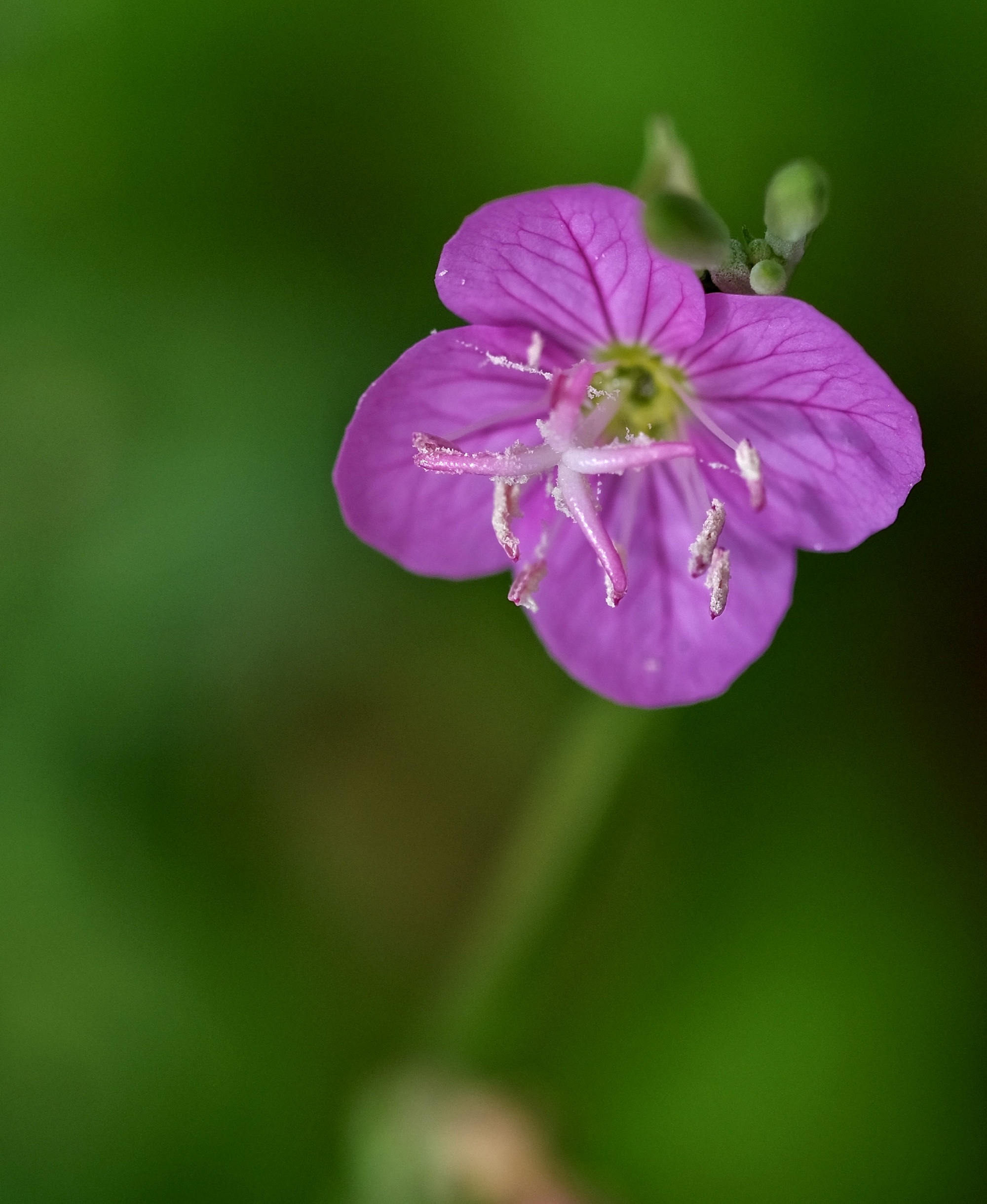 【首發】粉花月見草