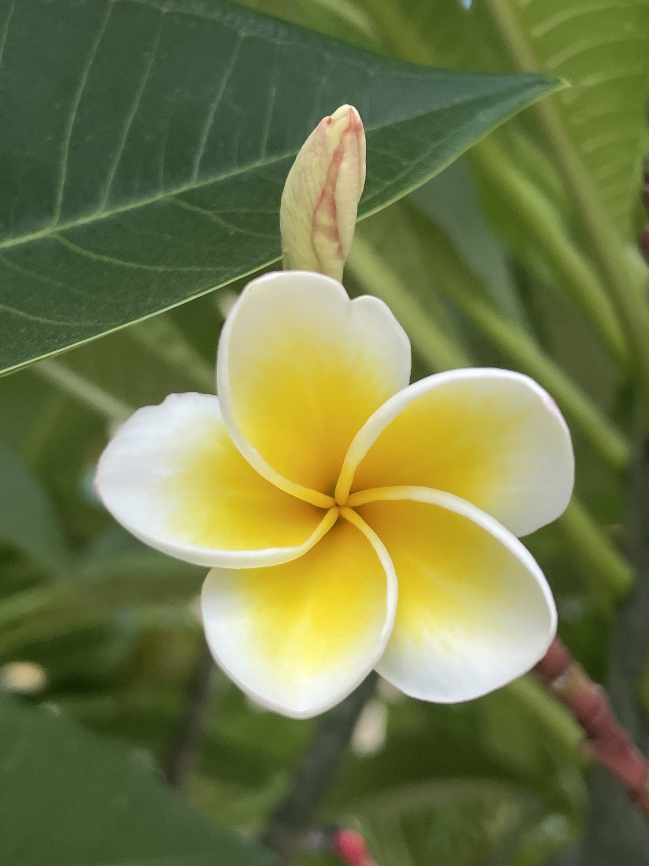 【首发】鸡蛋花