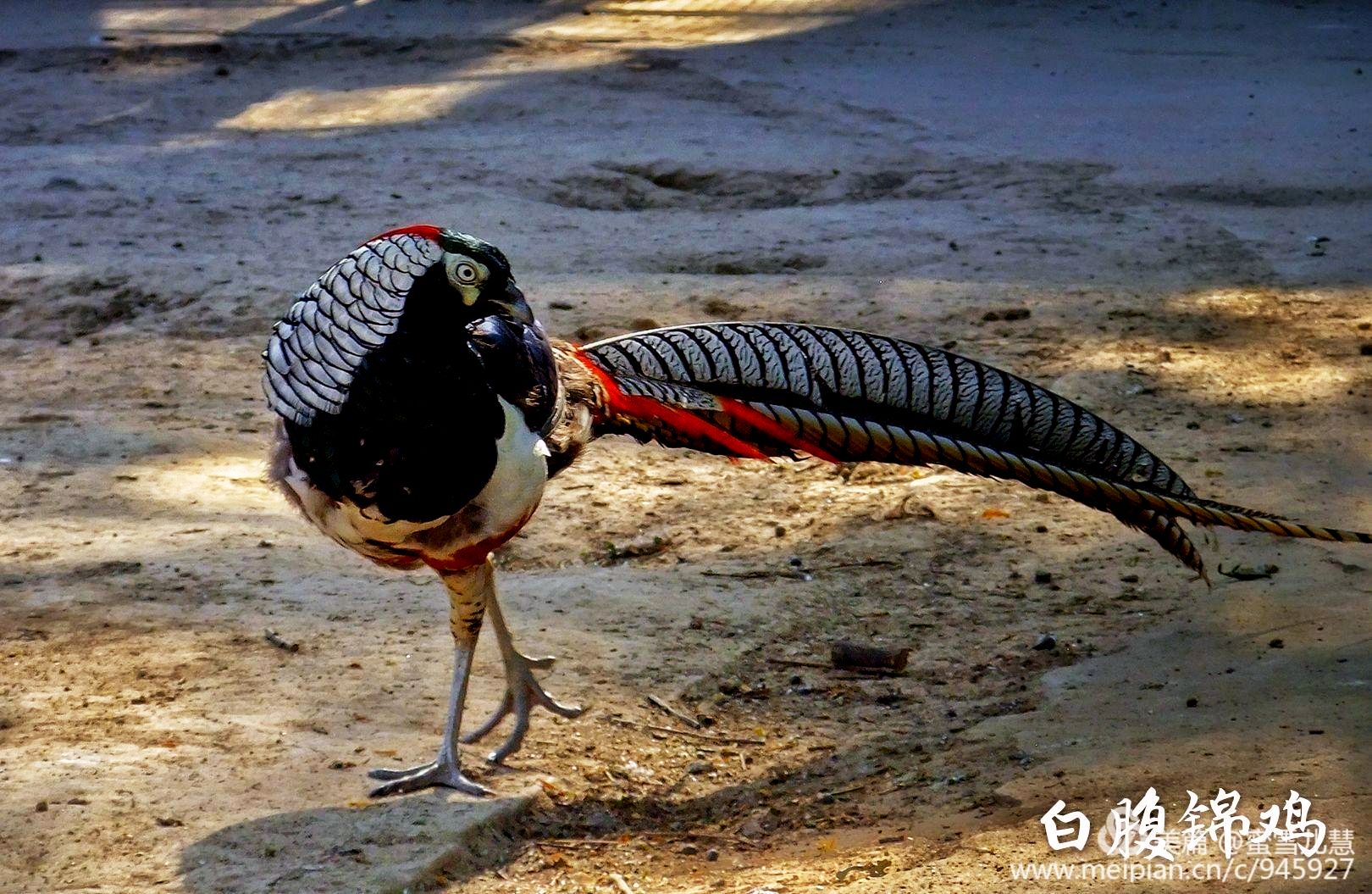 白腹錦雞貴妃雞黑天鵝珍珠雞又稱珠雞,山雞,幾內亞鳥.