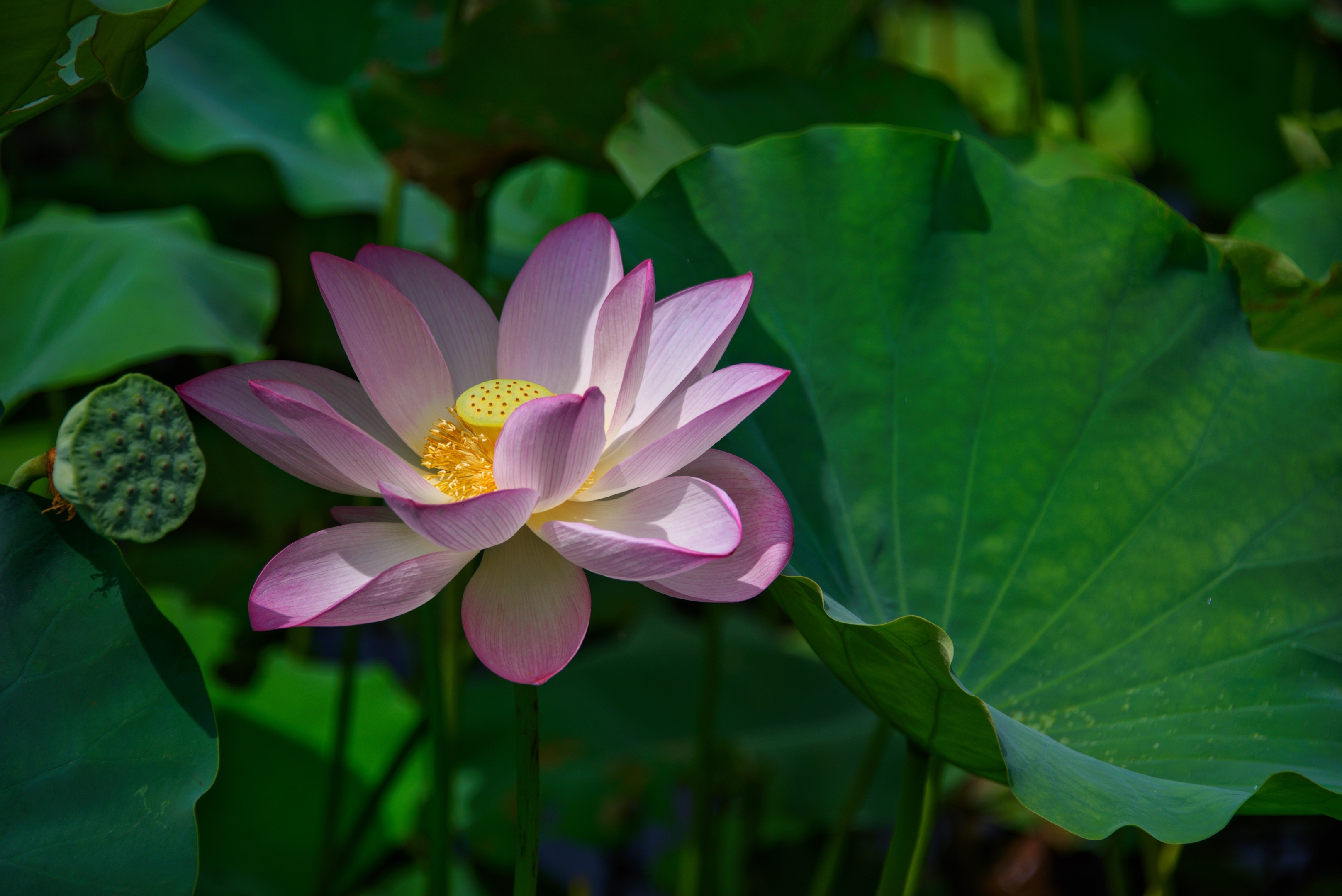 荷叶宽大,呈深绿色,让人看了有陶醉在大自然的感觉.