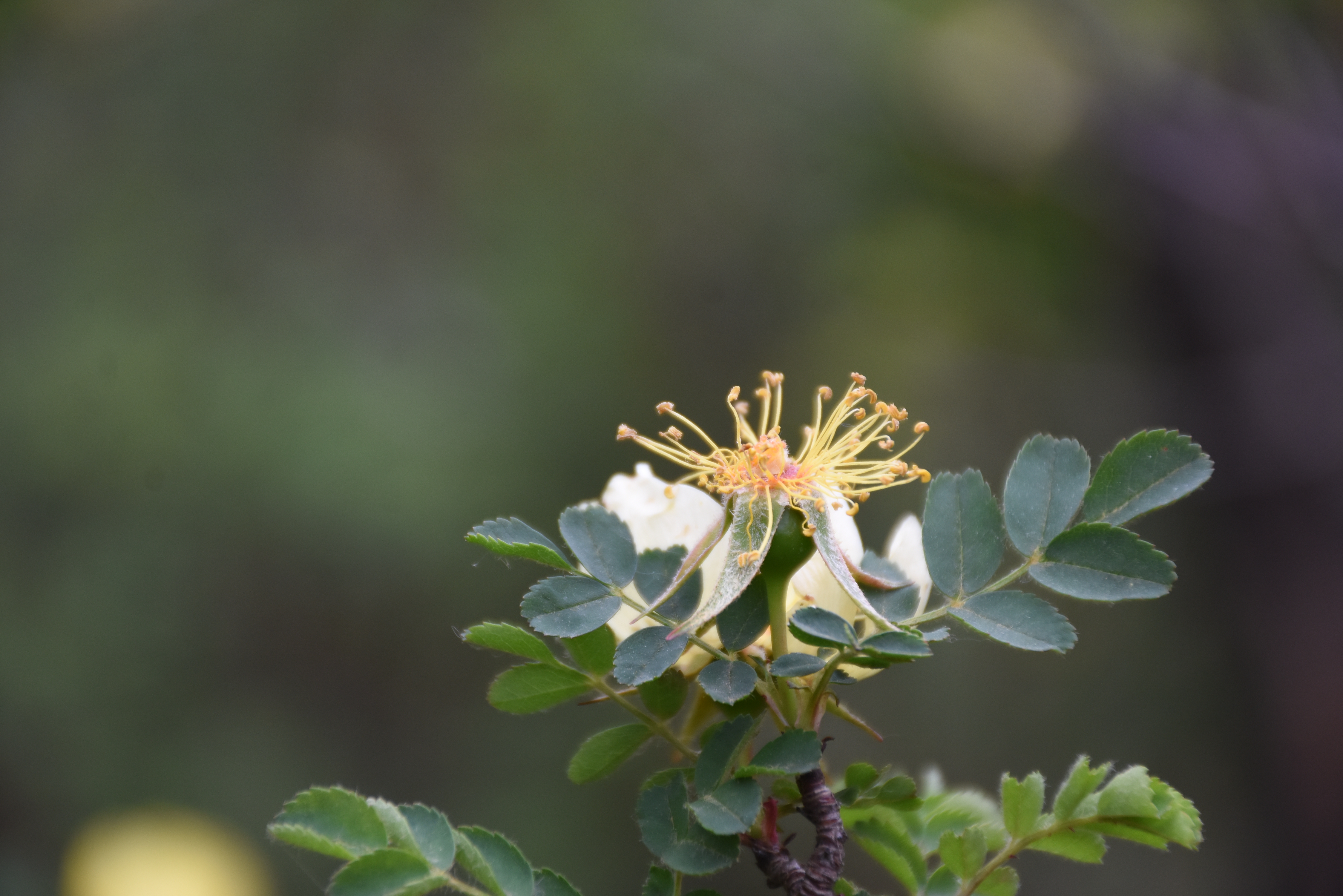 黄刺玫漫山遍野黄金甲