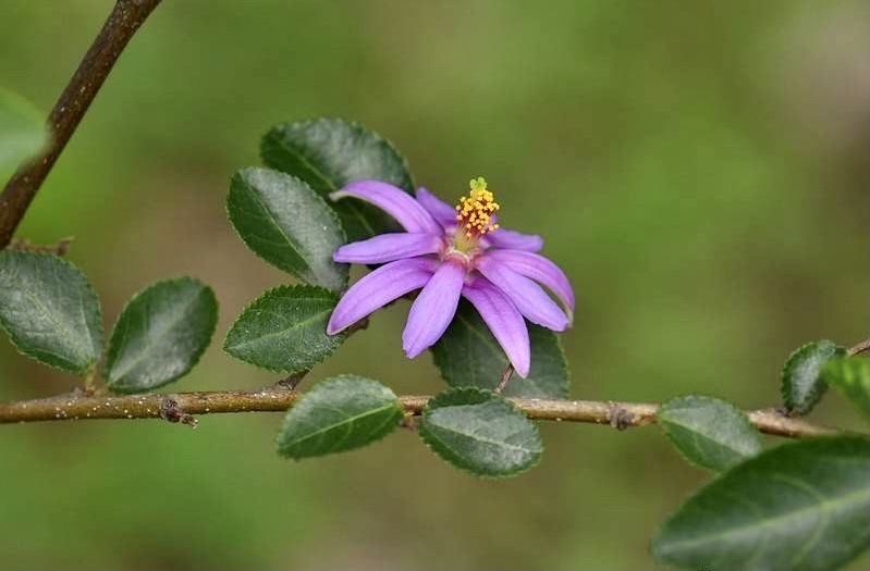 【首发】小花扁担杆