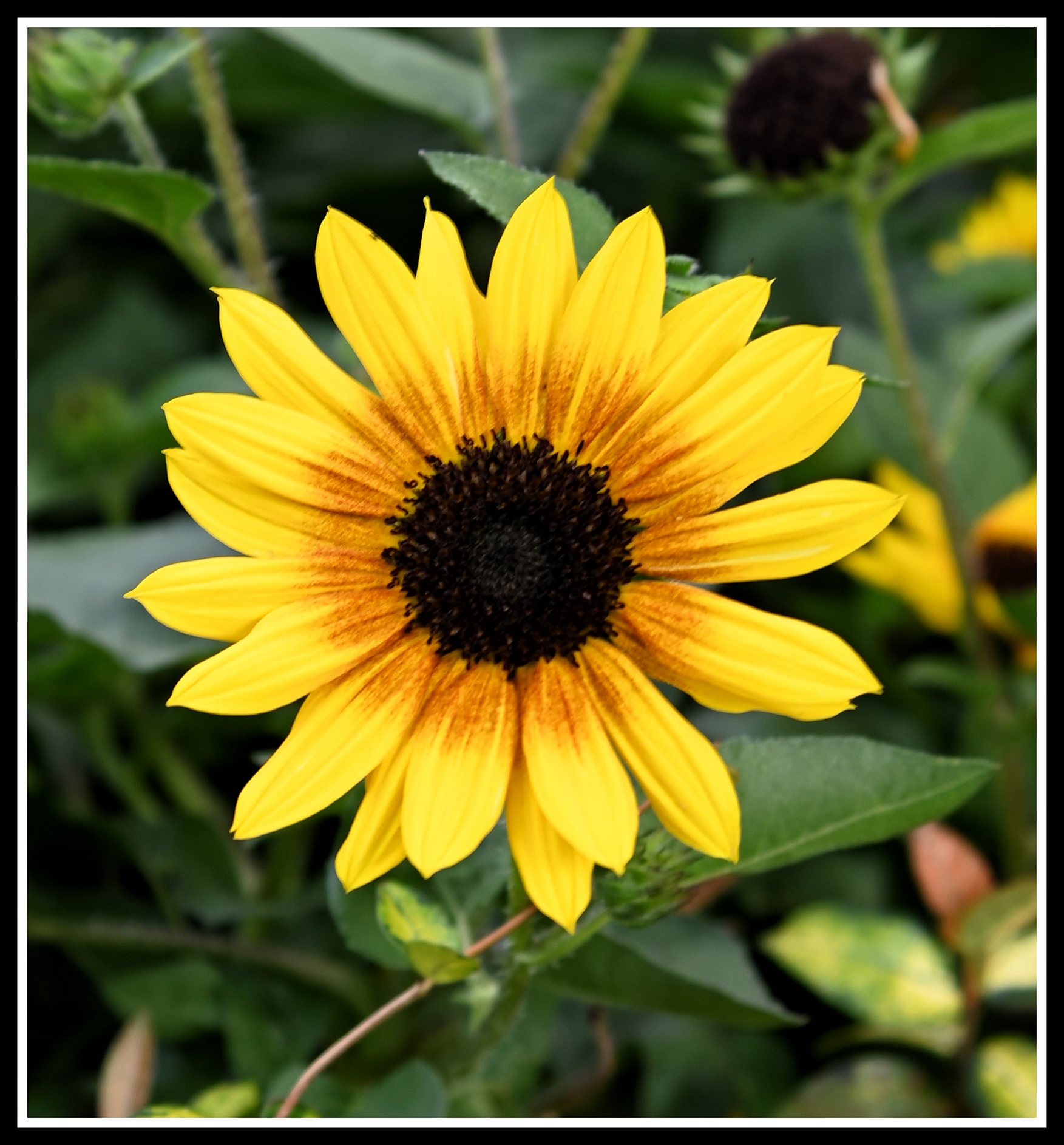 【首发】花坛中的黑心金光菊