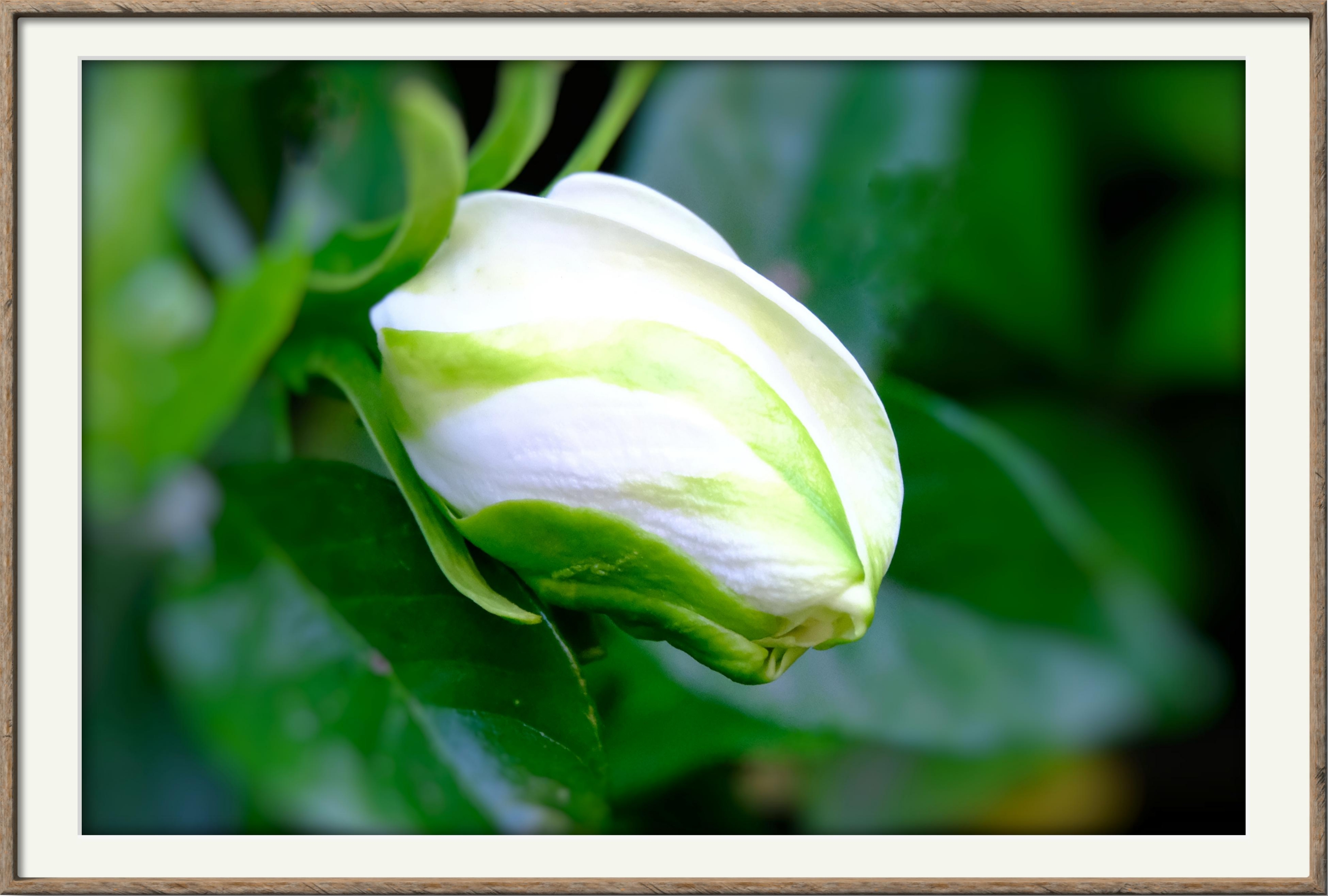 栀子花开(16)【vv首发】