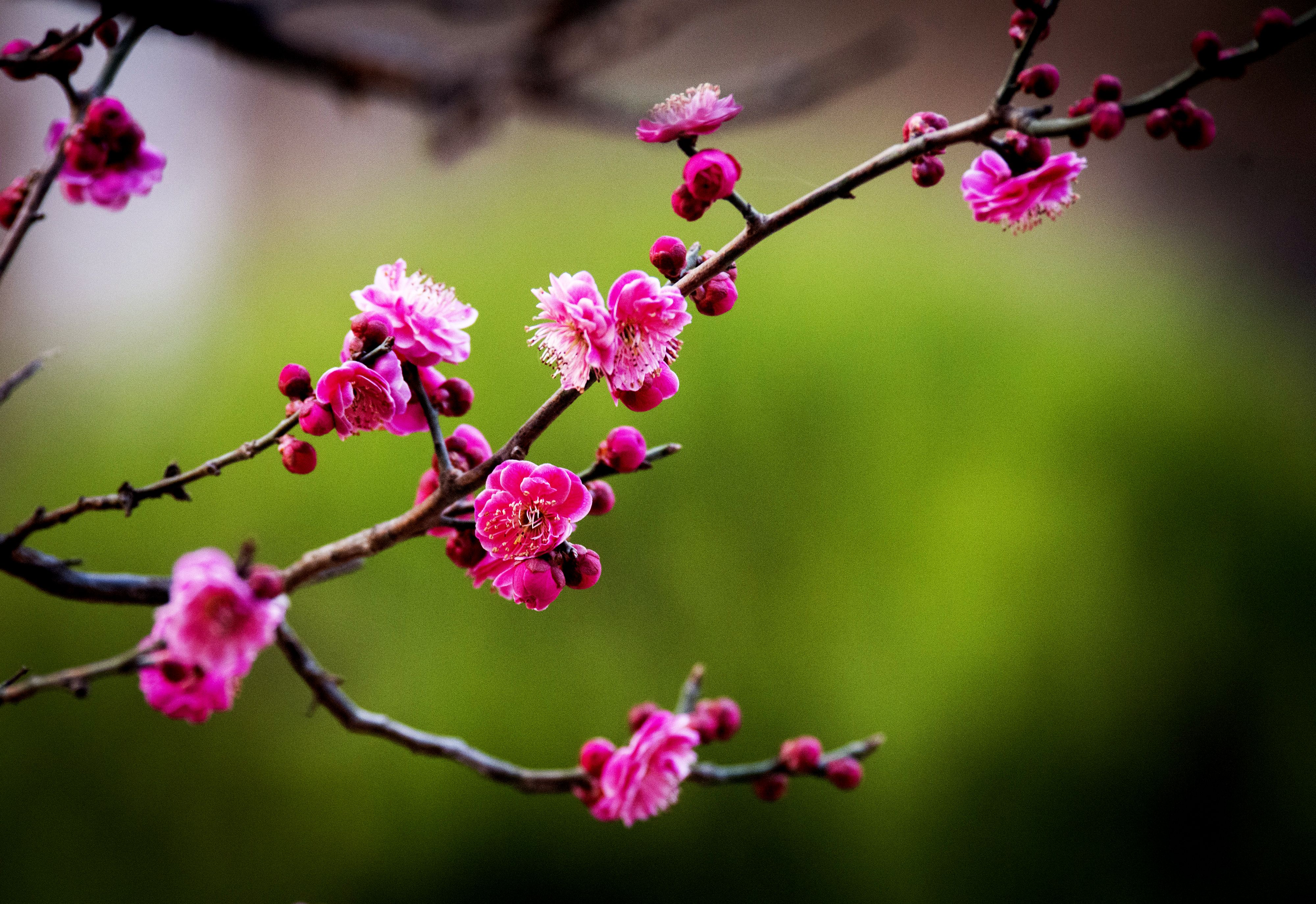 诗情画意红梅花二