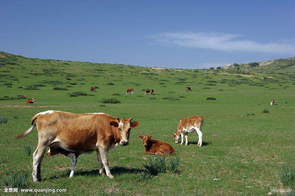 群牛奔跑 原创 图片来源网络