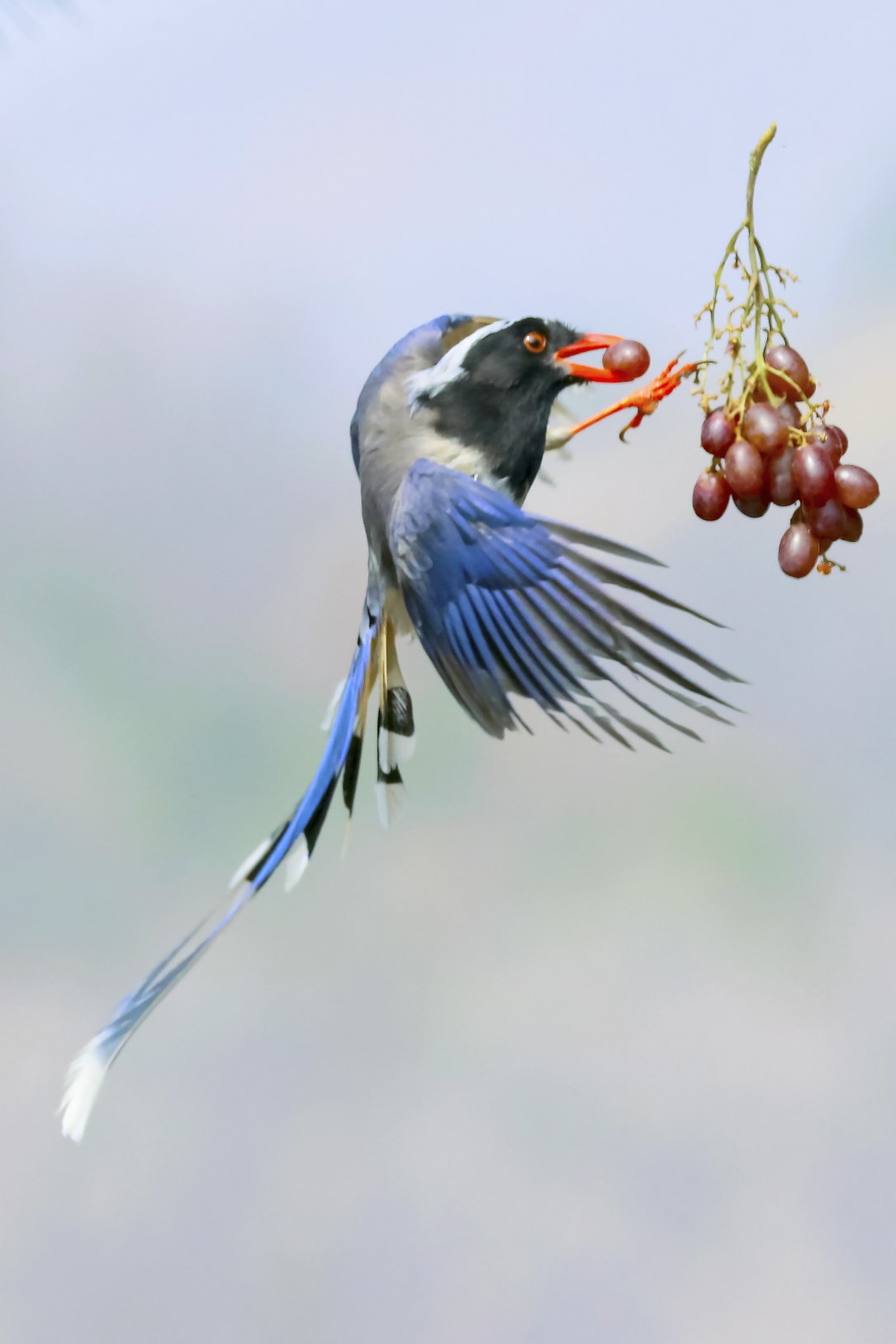 爱吃葡萄的红嘴蓝鹊