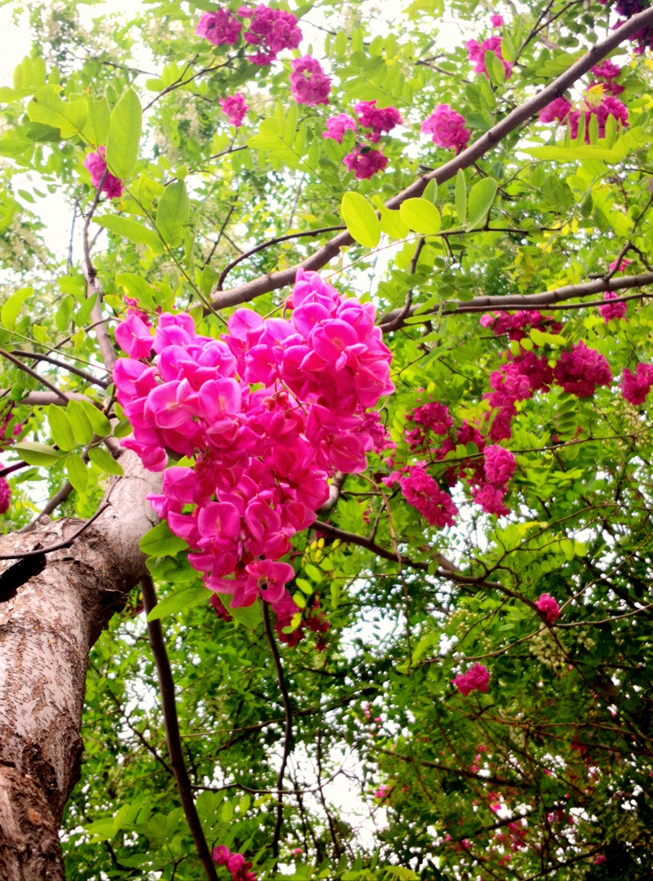 紫花洋槐